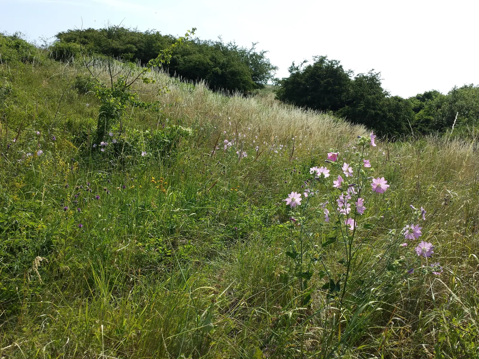 Thuringian Mallow (Lavatera Thuringiaca) — These open-faced blooms can measure up to 3 inches across