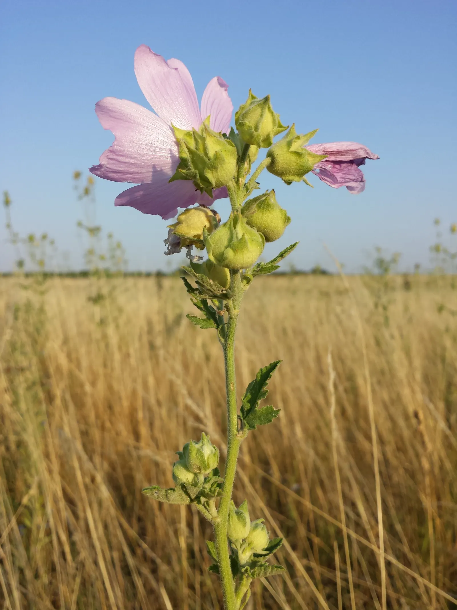 Thuringian Mallow (Lavatera Thuringiaca) — often with striking darker veins converging towards the centre
