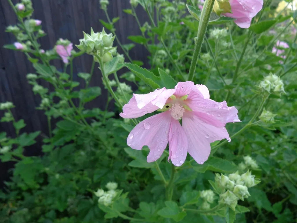 Thuringian Mallow (Lavatera Thuringiaca) — This plant typically reaches an imposing height of 4 to 6 feet with a spread of 3 to 4 feet; scientifically known as