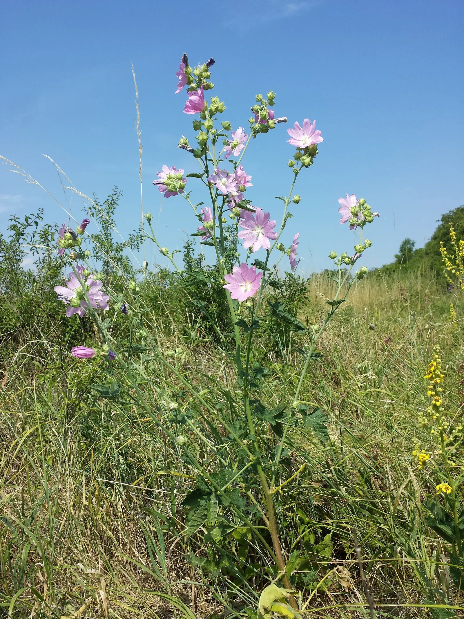 Thuringian Mallow (Lavatera Thuringiaca) — broadleaf evergreen / shrub for full or half