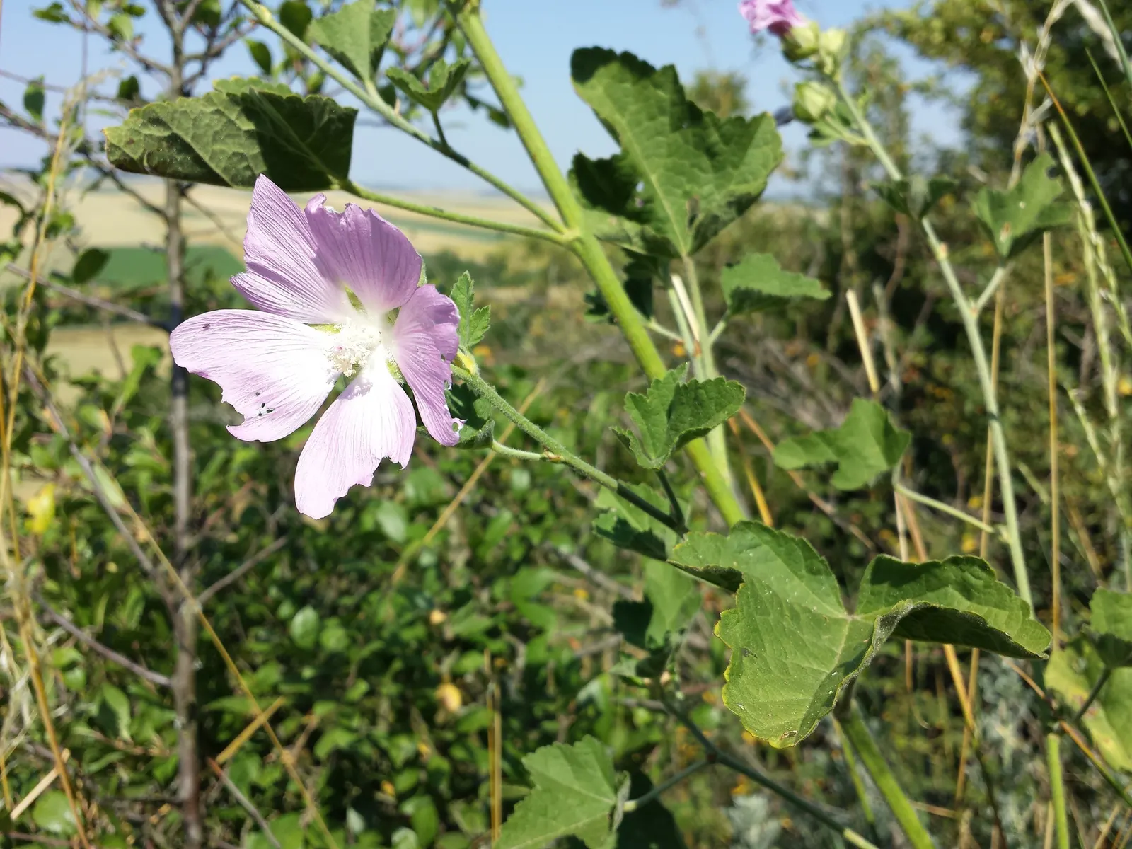 Thuringian Mallow (Lavatera Thuringiaca) — this plant serves as an enchanting addition that brings height