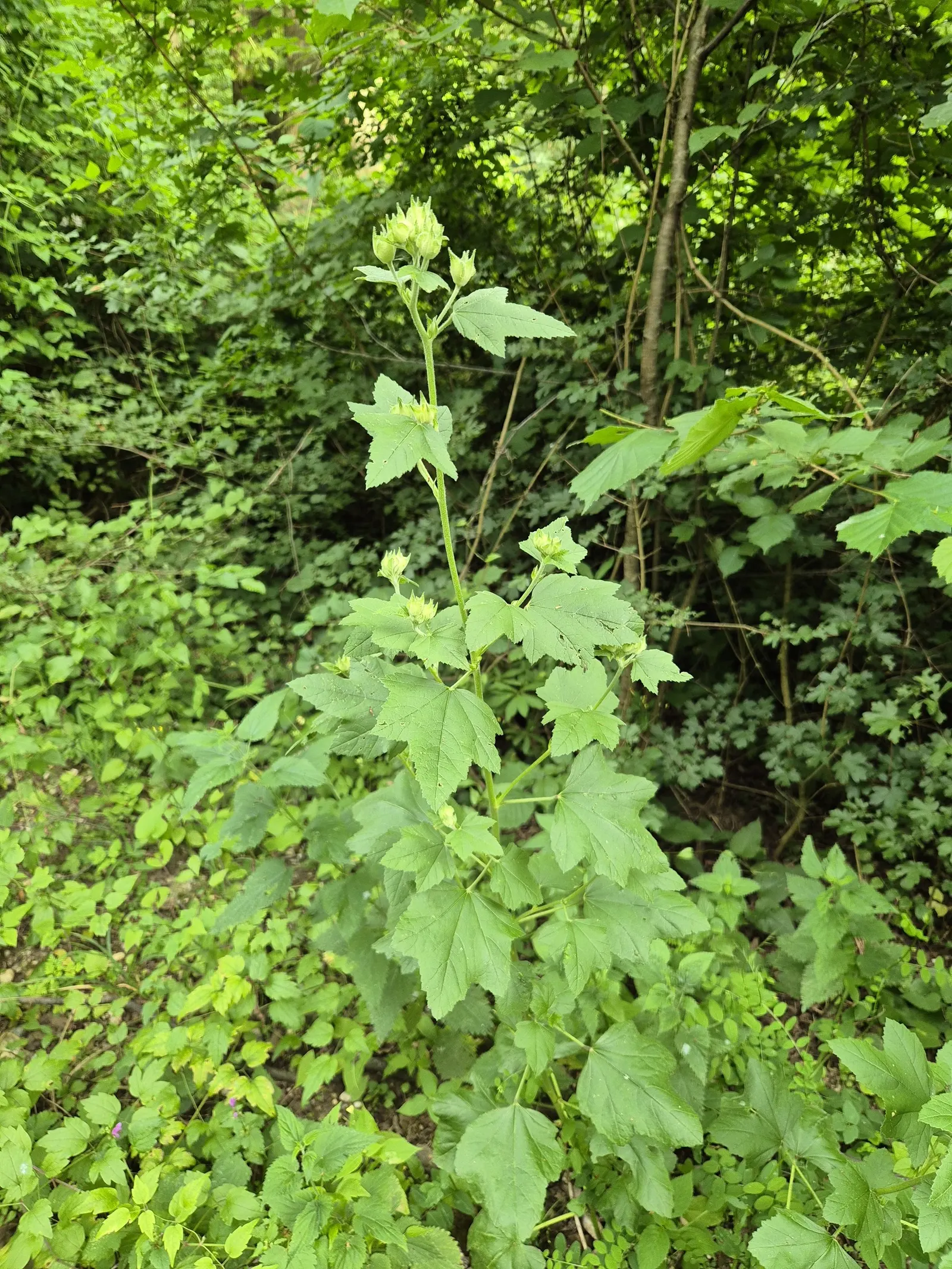 Thuringian Mallow (Lavatera Thuringiaca) — Hardy in zones 5-9, it's ideal for mixed borders or as a garden focal point