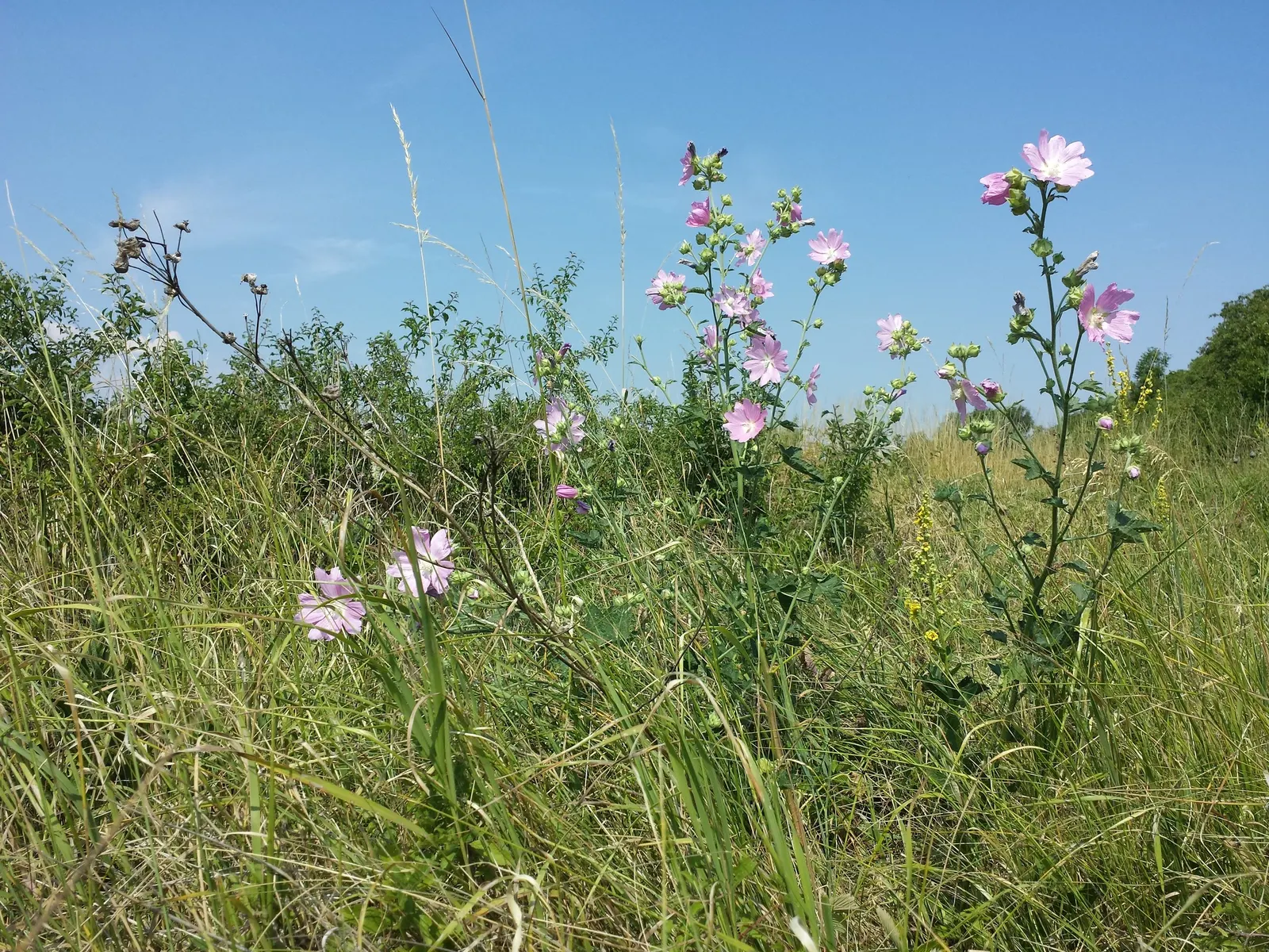Thuringian Mallow (Lavatera Thuringiaca) — and wildlife interest to any setting
