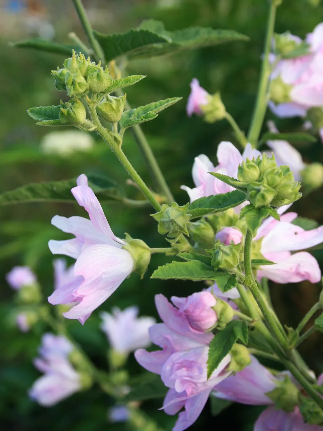 Thuringian Mallow (Lavatera Thuringiaca) — grayish coating - hence the moniker 'tomentose'; this mallow's dense, silver-fuzzy foliage adds textural contrast