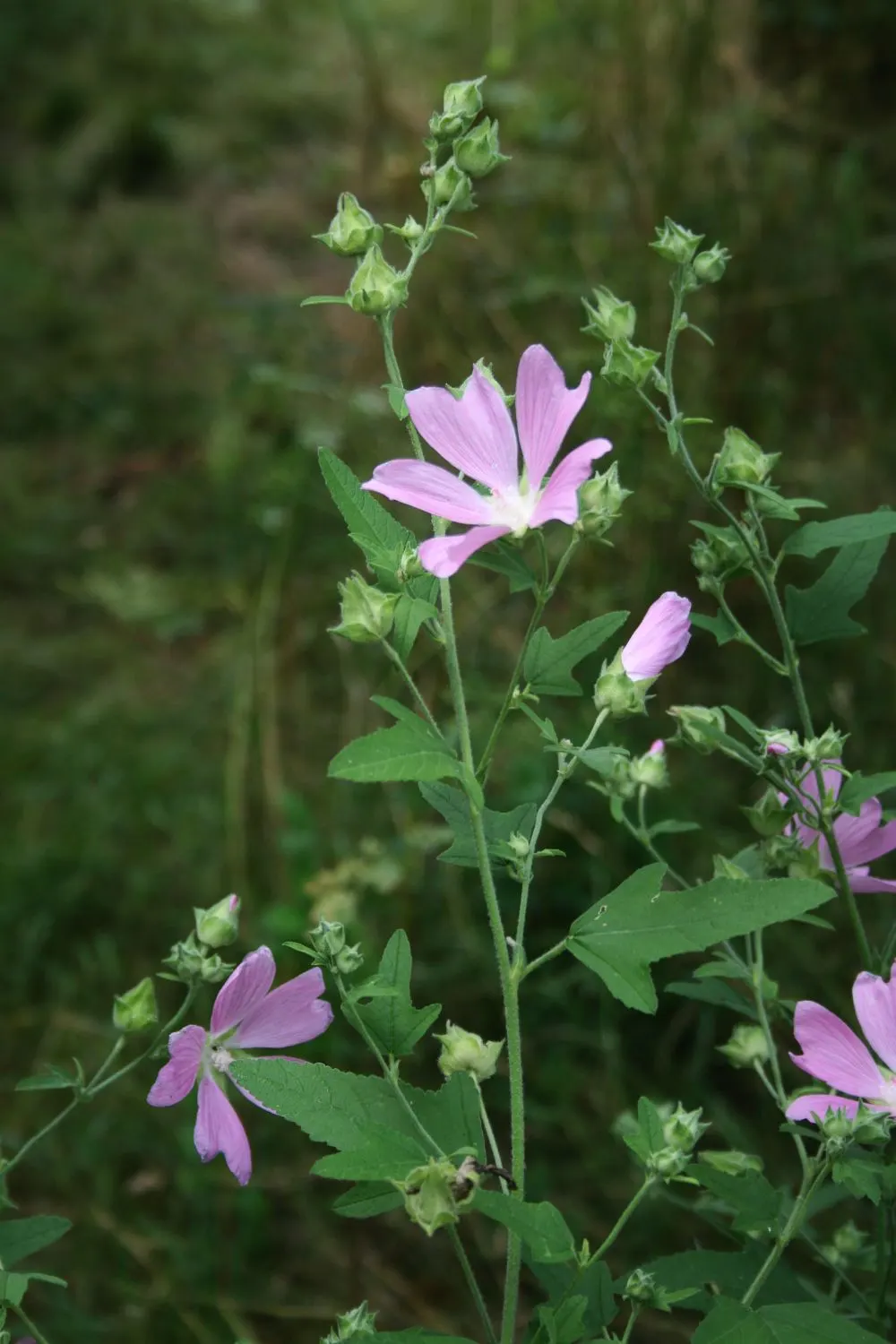 Thuringian Mallow (Lavatera Thuringiaca) — making it a commanding presence in any garden setting.<br><br>With its robust