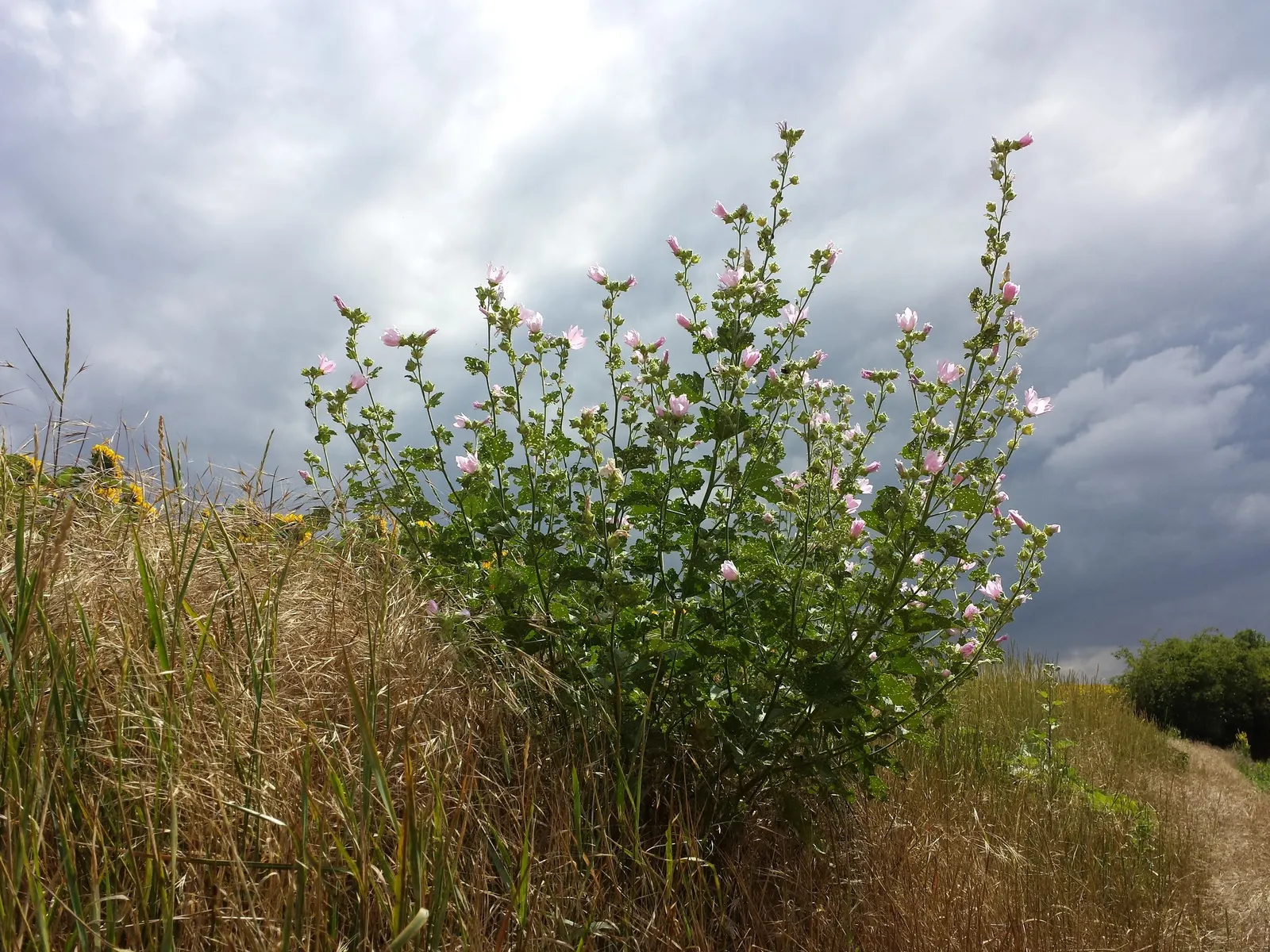 Thuringian Mallow (Lavatera Thuringiaca) — the Tomentose Tree Mallow is adorned with a profusion of showy blossoms