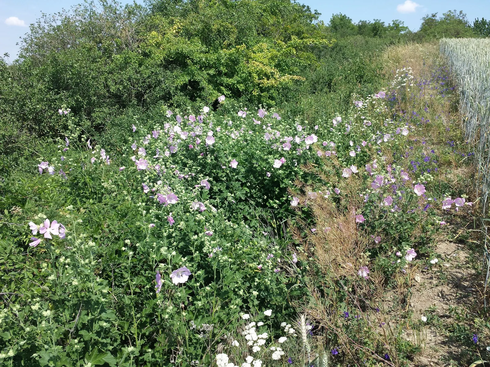 Thuringian Mallow (Lavatera Thuringiaca) — scientifically known as Lavatera thuringiaca
