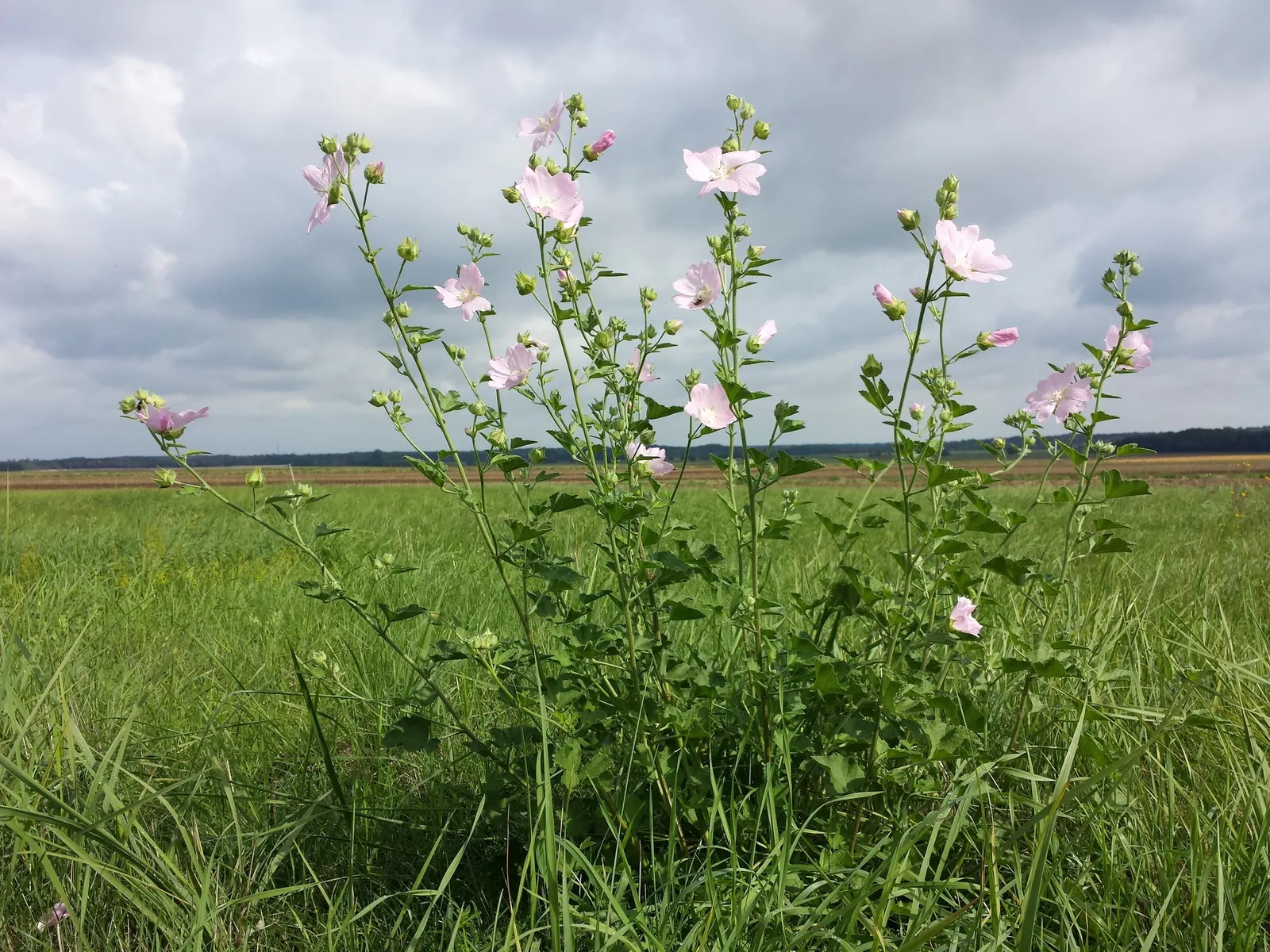 Thuringian Mallow (Lavatera Thuringiaca) — This mallow's dense, silver-fuzzy foliage adds textural contrast