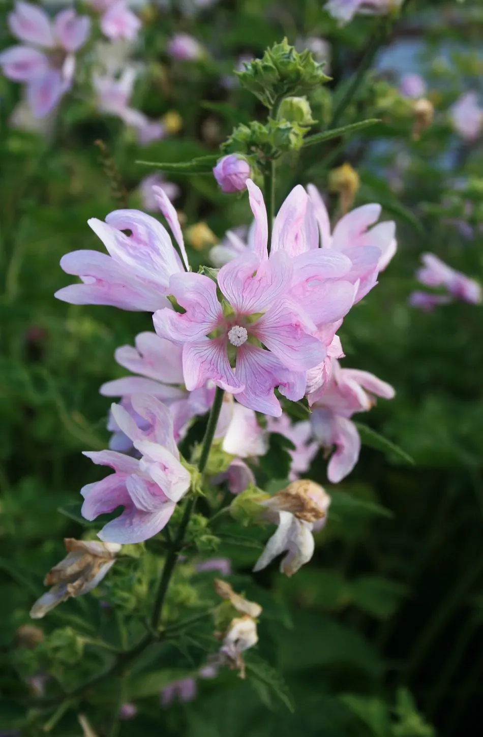 Thuringian Mallow (Lavatera Thuringiaca) — This mallow's dense, silver-fuzzy foliage adds textural contrast; these open-faced blooms can measure up to 3 inches
