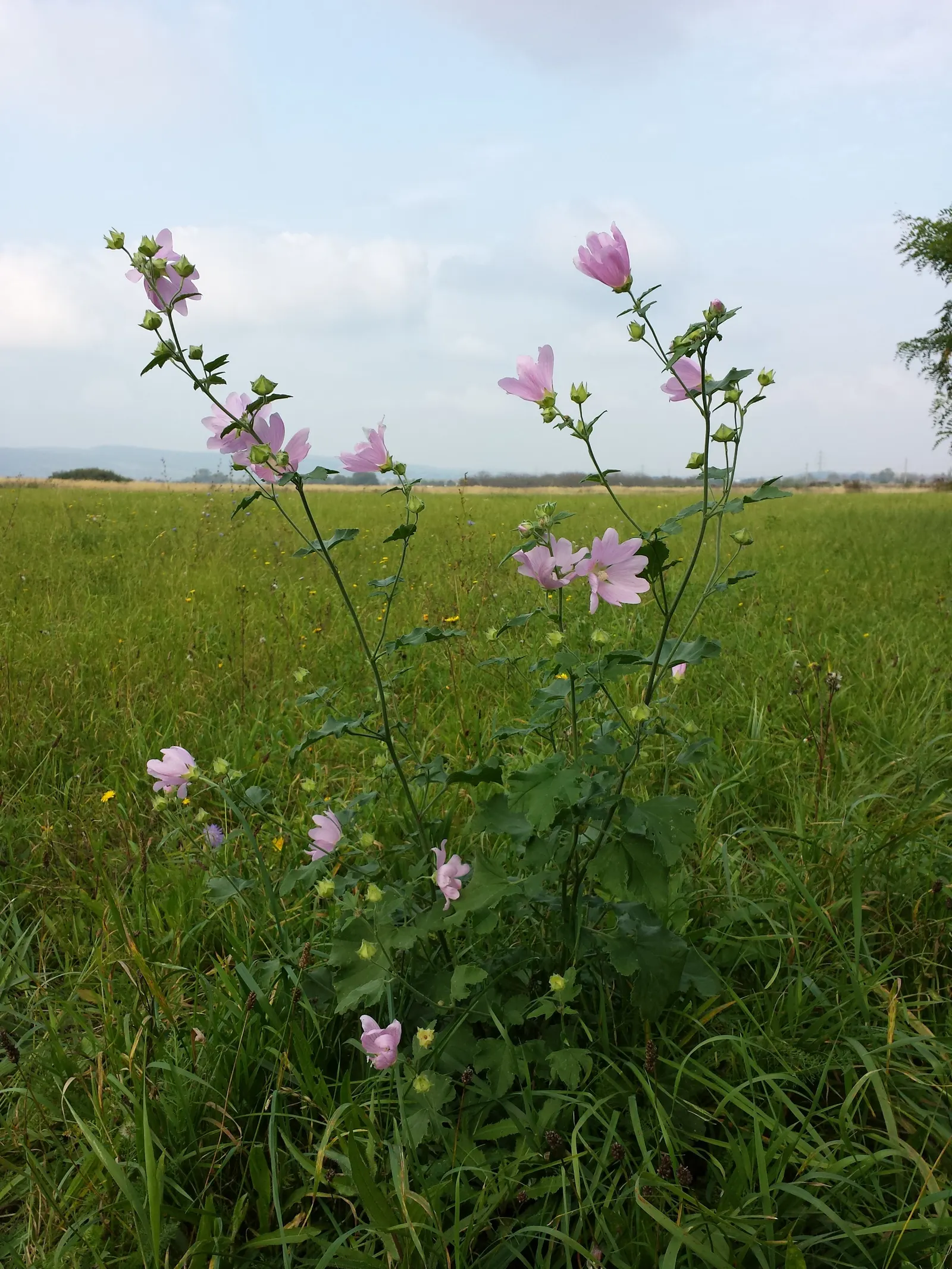 Thuringian Mallow (Lavatera Thuringiaca) — This plant typically reaches an imposing height of 4 to 6 feet with a spread of 3 to 4 feet