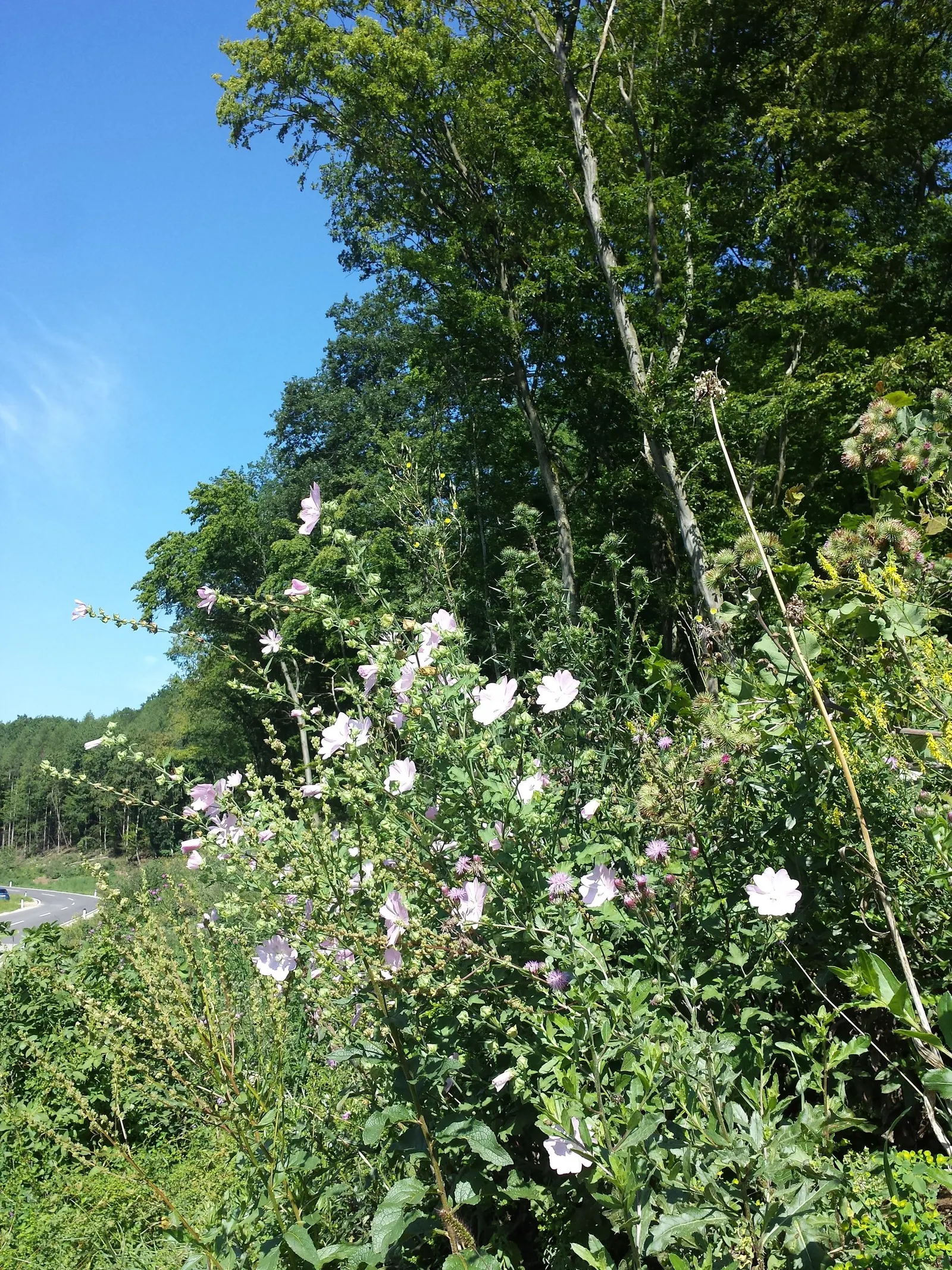 Thuringian Mallow (Lavatera Thuringiaca) — Space plants 2-3 ft apart for a lush display
