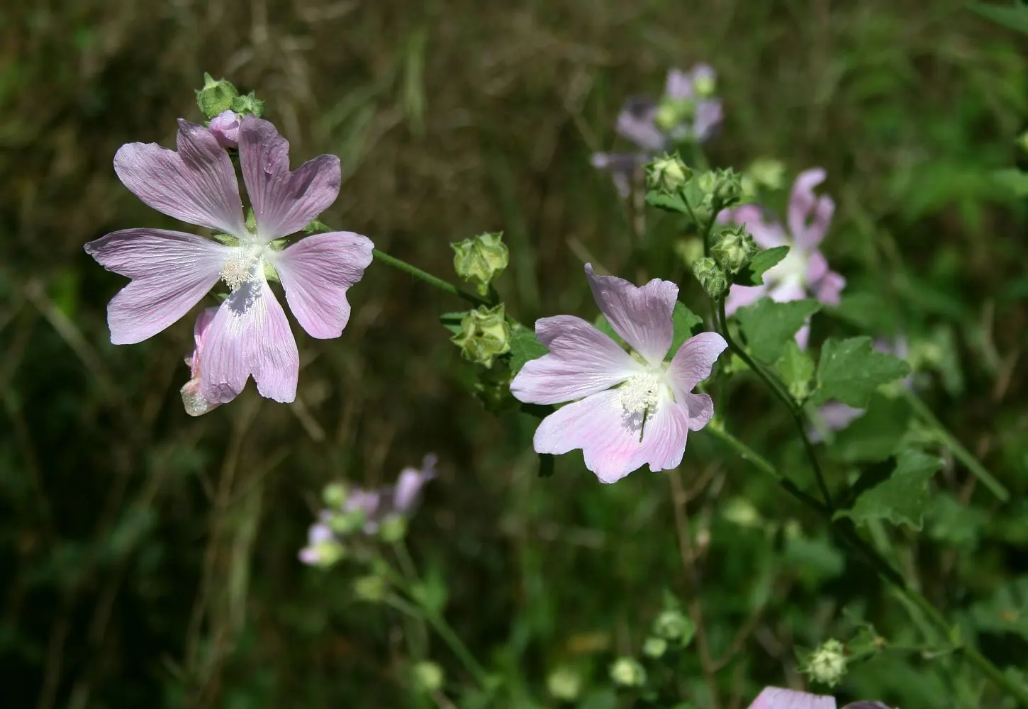 Thuringian Mallow (Lavatera Thuringiaca) — the Tomentose Tree Mallow is adorned with a profusion of showy blossoms; pink and red flowers in the garden
