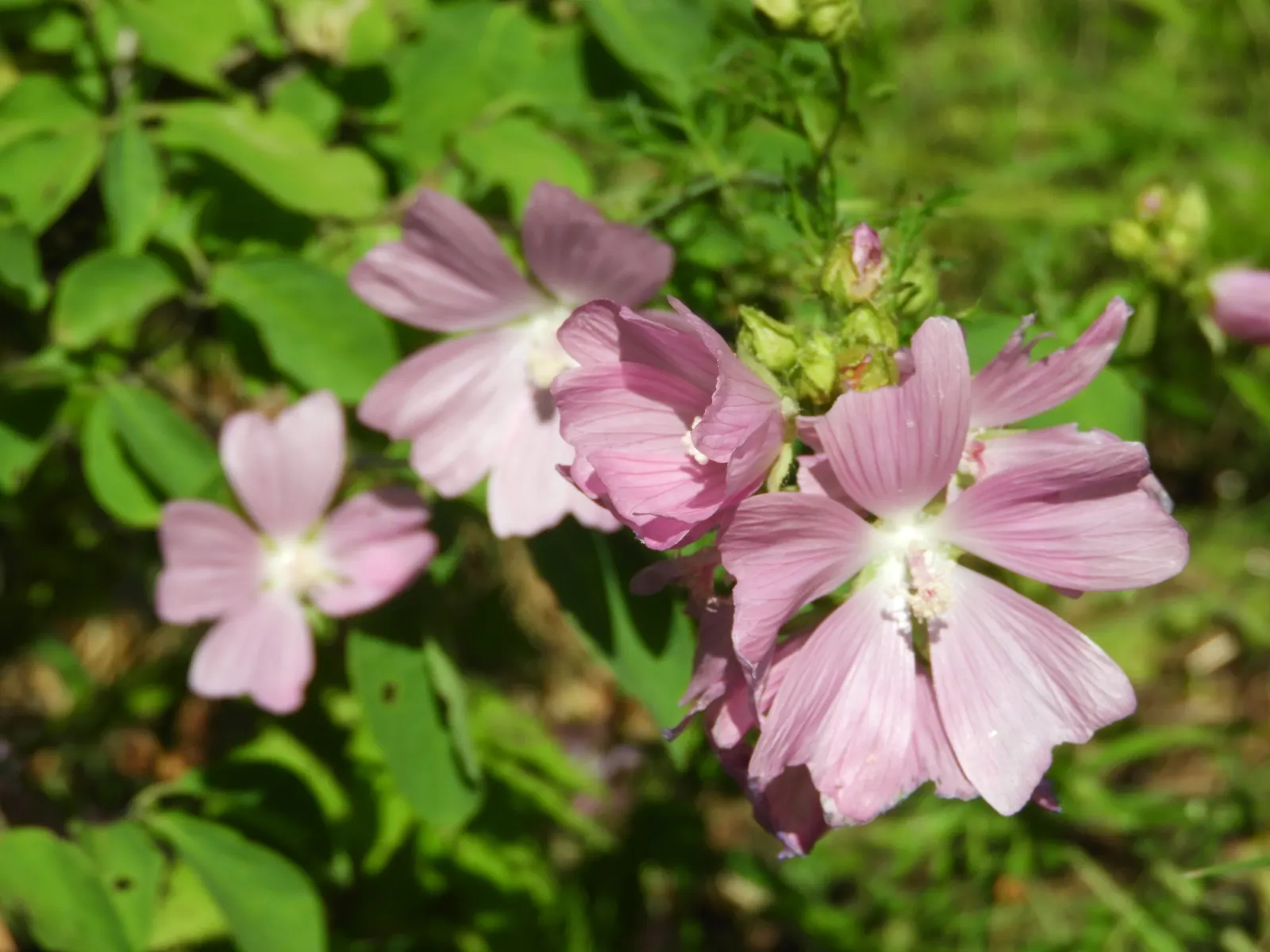 Thuringian Mallow (Lavatera Thuringiaca) — Hardy in zones 5-9, it's ideal for mixed borders or as a garden focal point; velvety layer not only contributes to