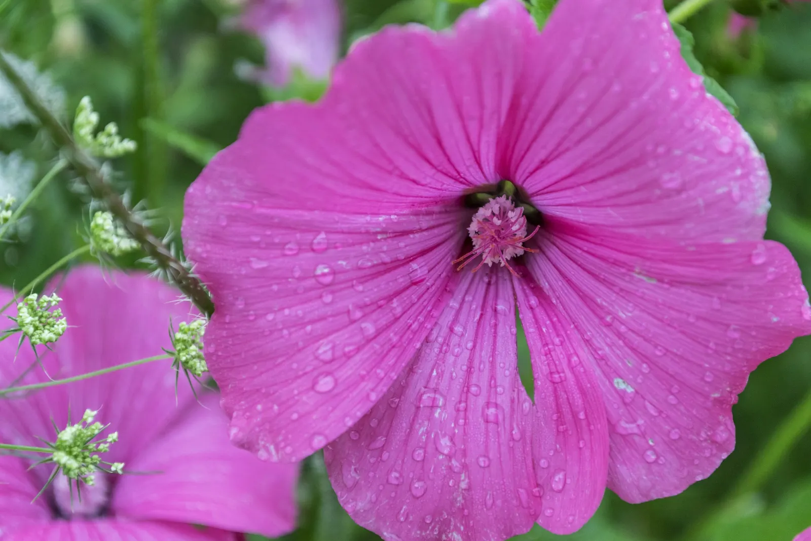 Thuringian Mallow (Lavatera Thuringiaca) — Deadheading spent flowers may encourage additional blooming and maintain a neat appearance