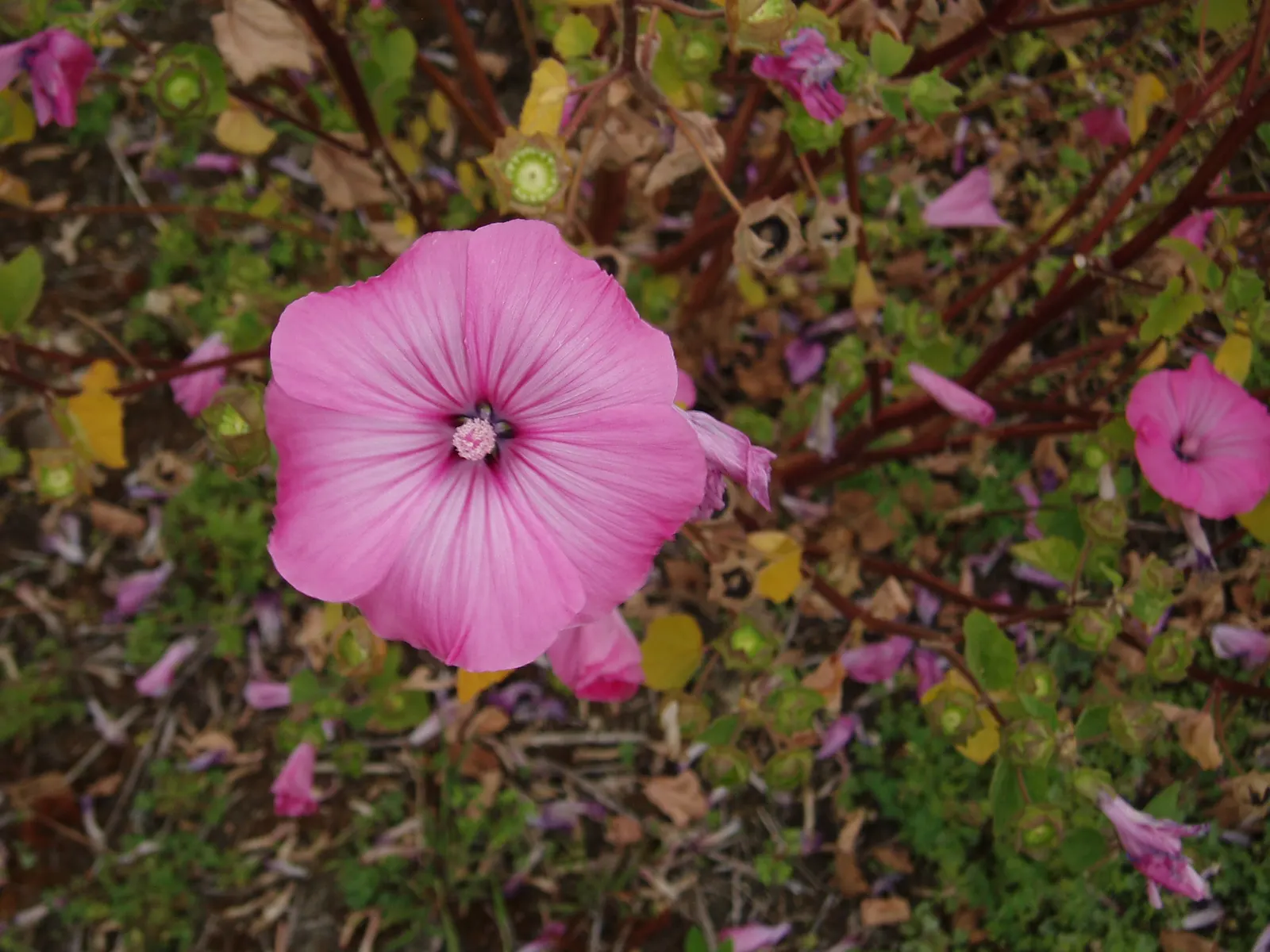 Thuringian Mallow (Lavatera Thuringiaca) — making it relatively drought-tolerant once established.<br><br>From midsummer to early fall