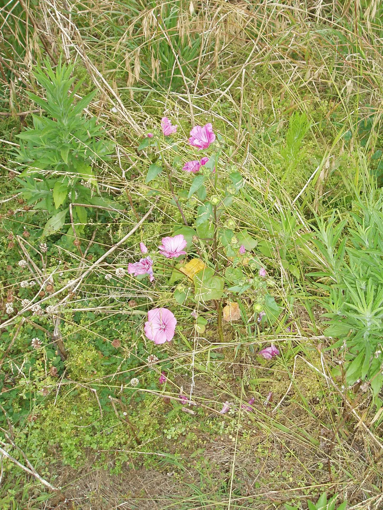 Thuringian Mallow (Lavatera Thuringiaca) — The Tomentose Tree Mallow