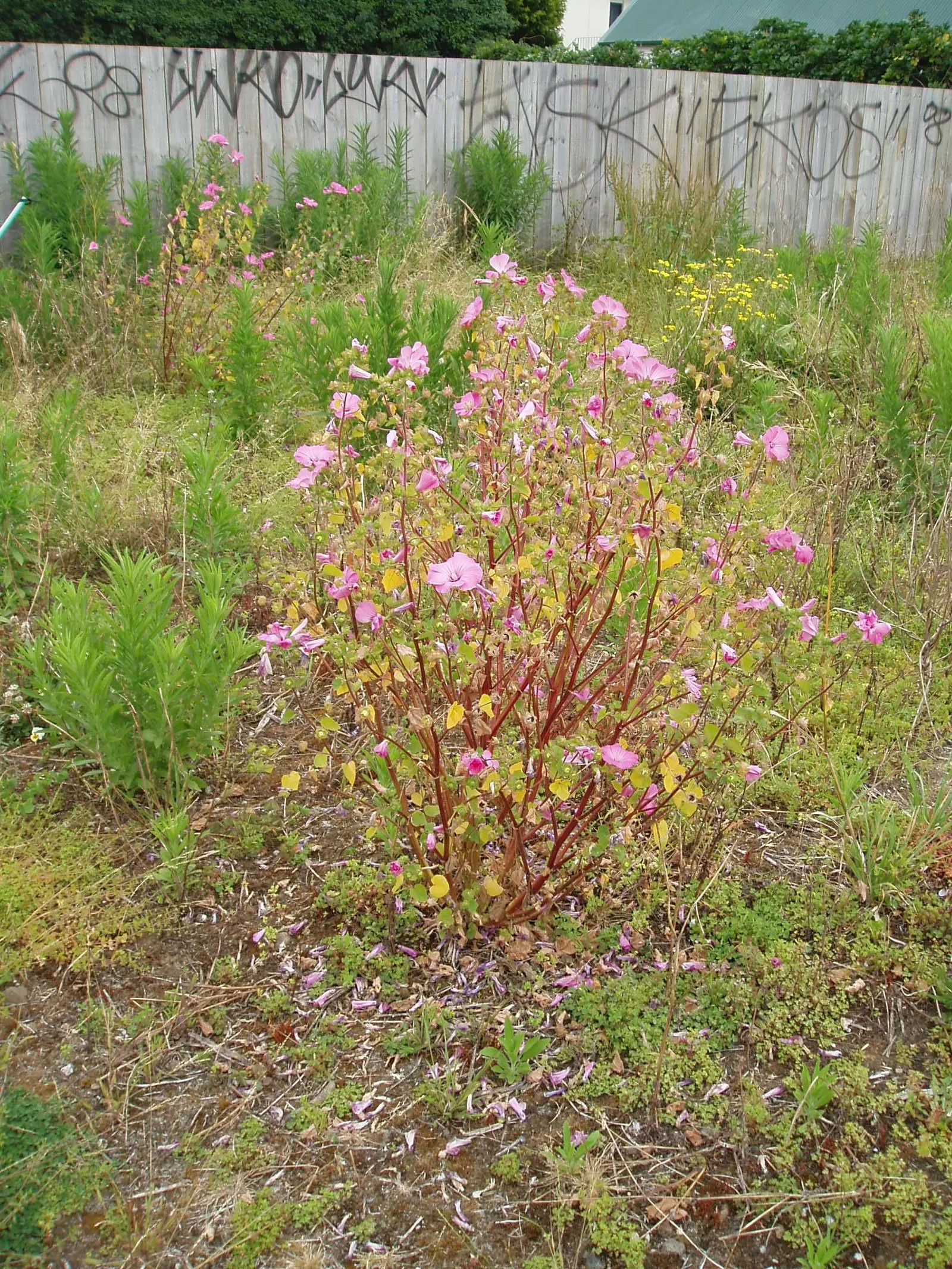 Thuringian Mallow (Lavatera Thuringiaca) — palmate leaves that exhibit a downy; this plant serves as an enchanting addition that brings height