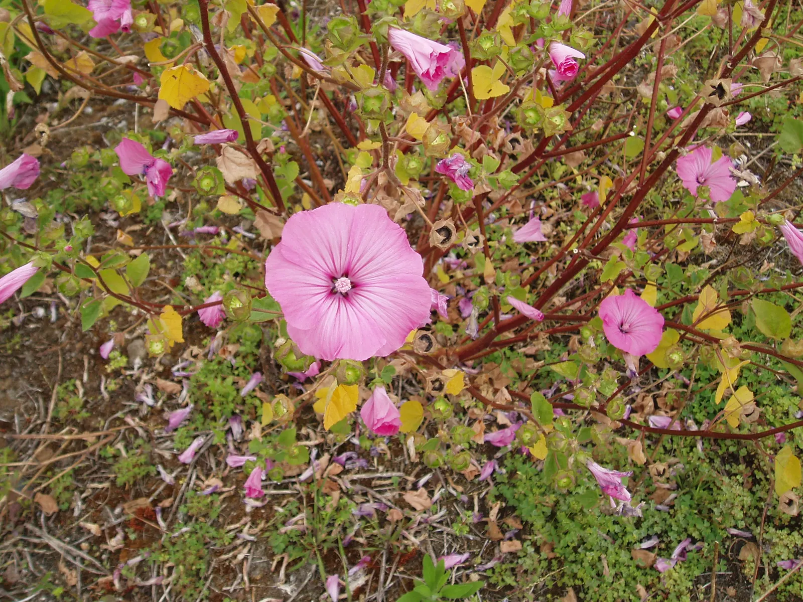 Thuringian Mallow (Lavatera Thuringiaca) — pale pink to white petals
