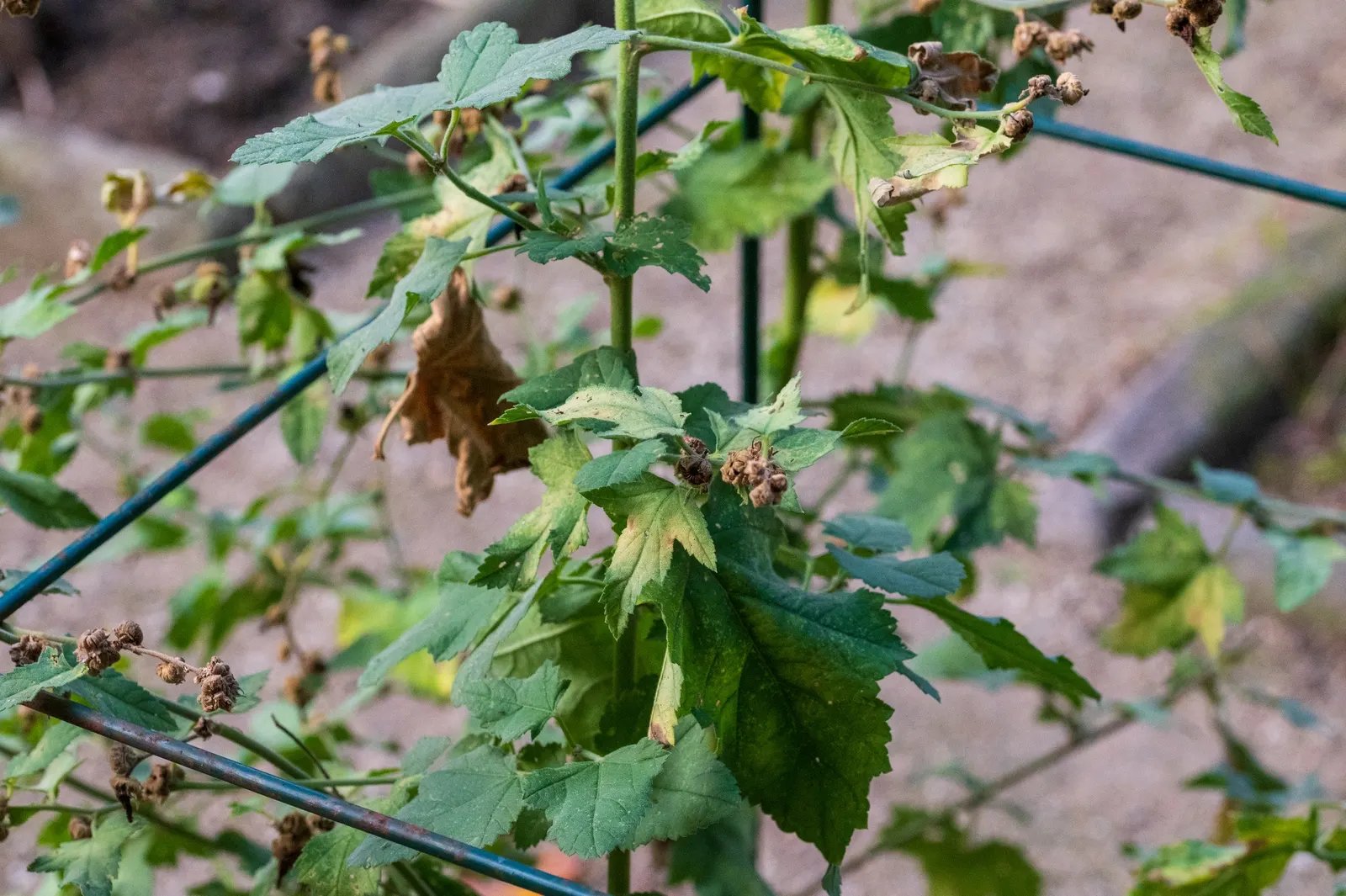 Thuringian Mallow (Lavatera Thuringiaca) — velvety layer not only contributes to the plant's unique texture but also helps in conserving moisture; making it a
