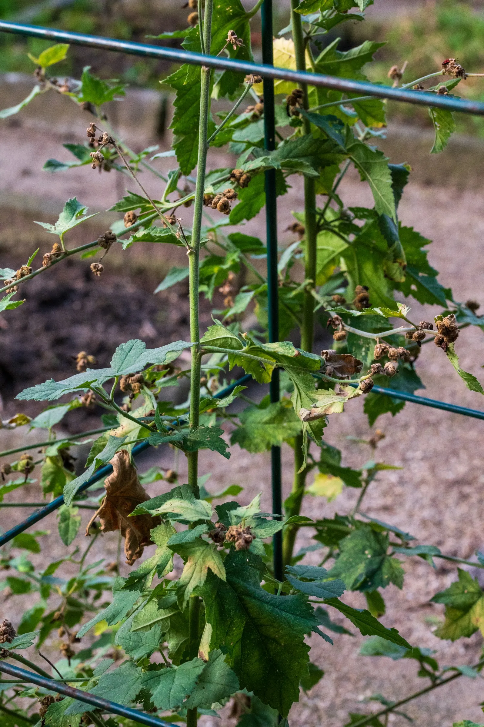 Thuringian Mallow (Lavatera Thuringiaca) — Blooms appear abundantly midsummer to early fall, attracting pollinators; broadleaf evergreen / shrub with pink and