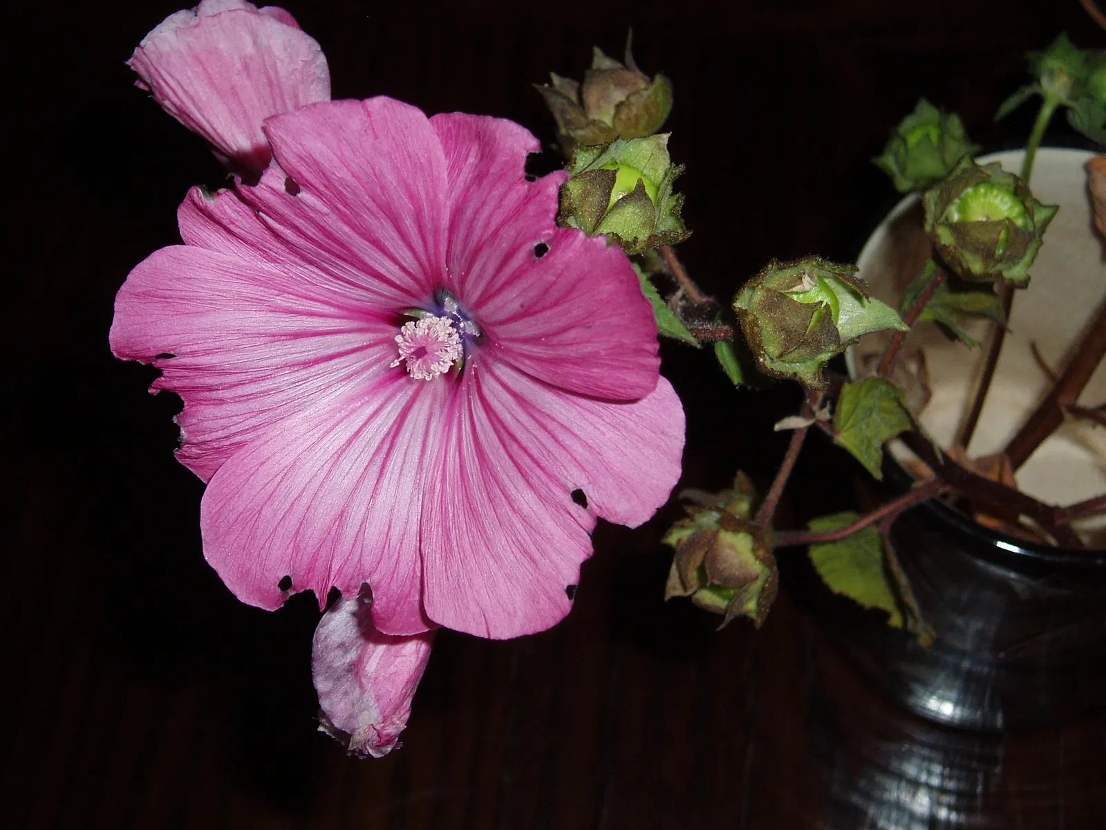 Thuringian Mallow (Lavatera Thuringiaca) — The Tomentose Tree Mallow, Lavatera thuringiaca, is a hardy, herbaceous perennial with striking pink blooms