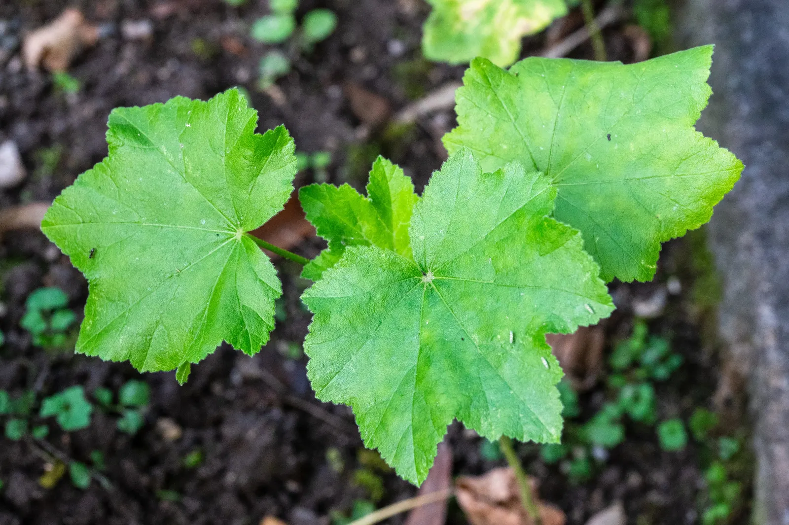 Thuringian Mallow (Lavatera Thuringiaca) — broadleaf evergreen / shrub with pink and red blooms