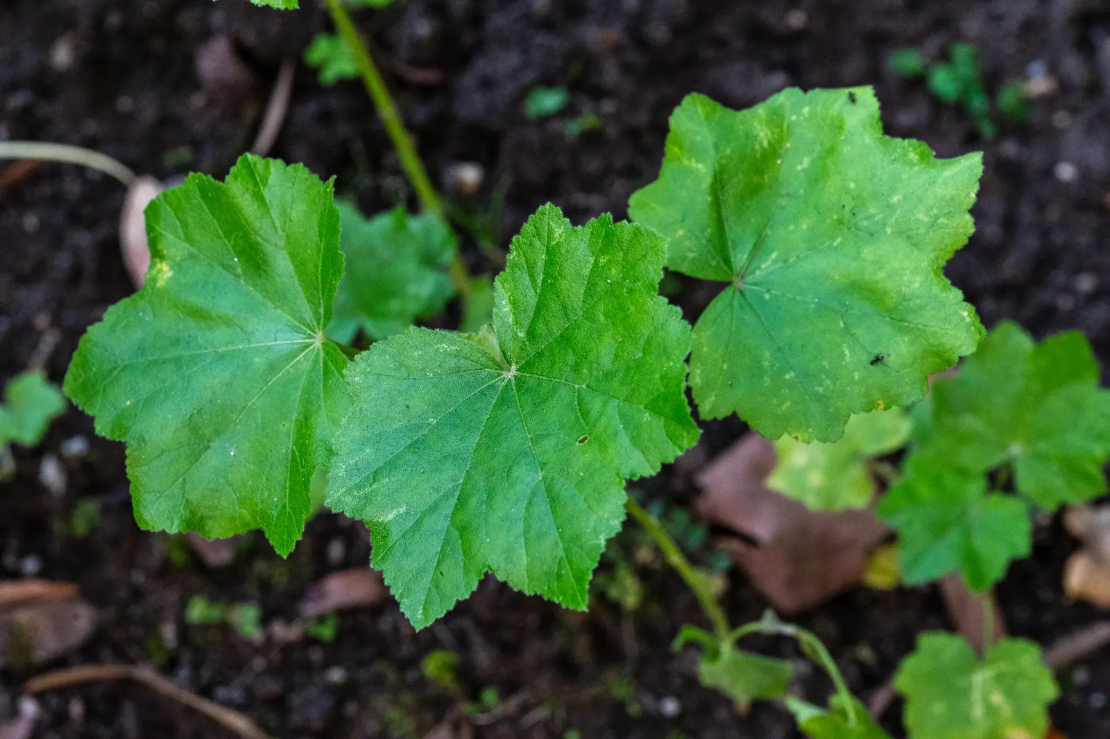 Thuringian Mallow (Lavatera Thuringiaca) — The Tomentose Tree Mallow, Lavatera thuringiaca, is a hardy, herbaceous perennial with striking pink blooms; blooms