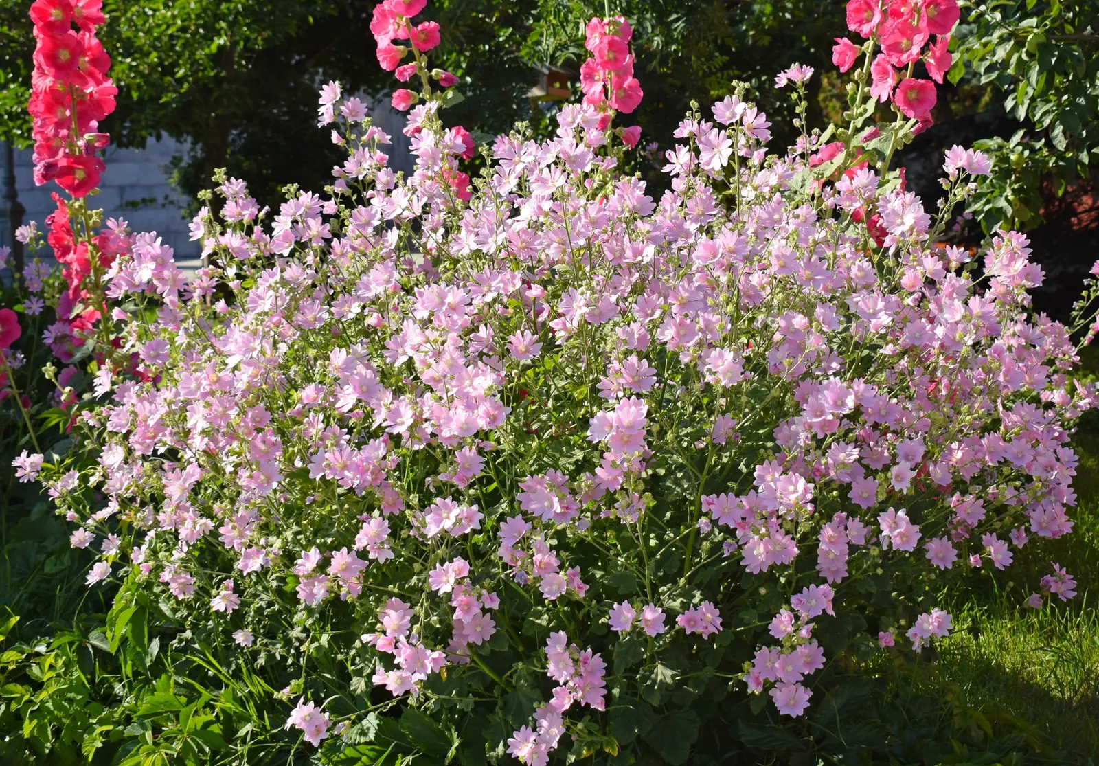 Thuringian Mallow (Lavatera Thuringiaca) — pink and red flowers in the garden