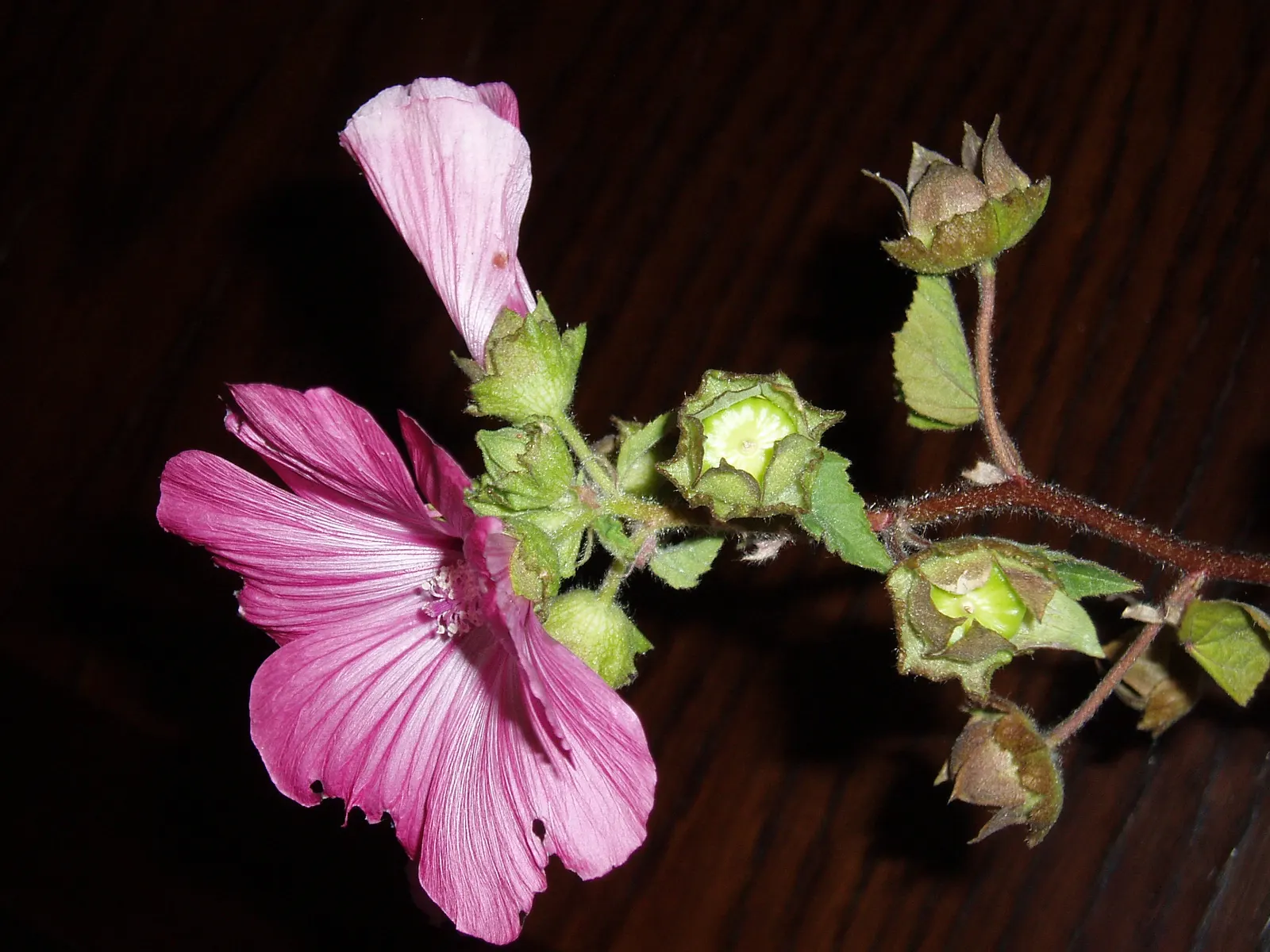 Thuringian Mallow (Lavatera Thuringiaca) — It reaches 5-8 ft tall, flourishing in full sun and well-drained soil
