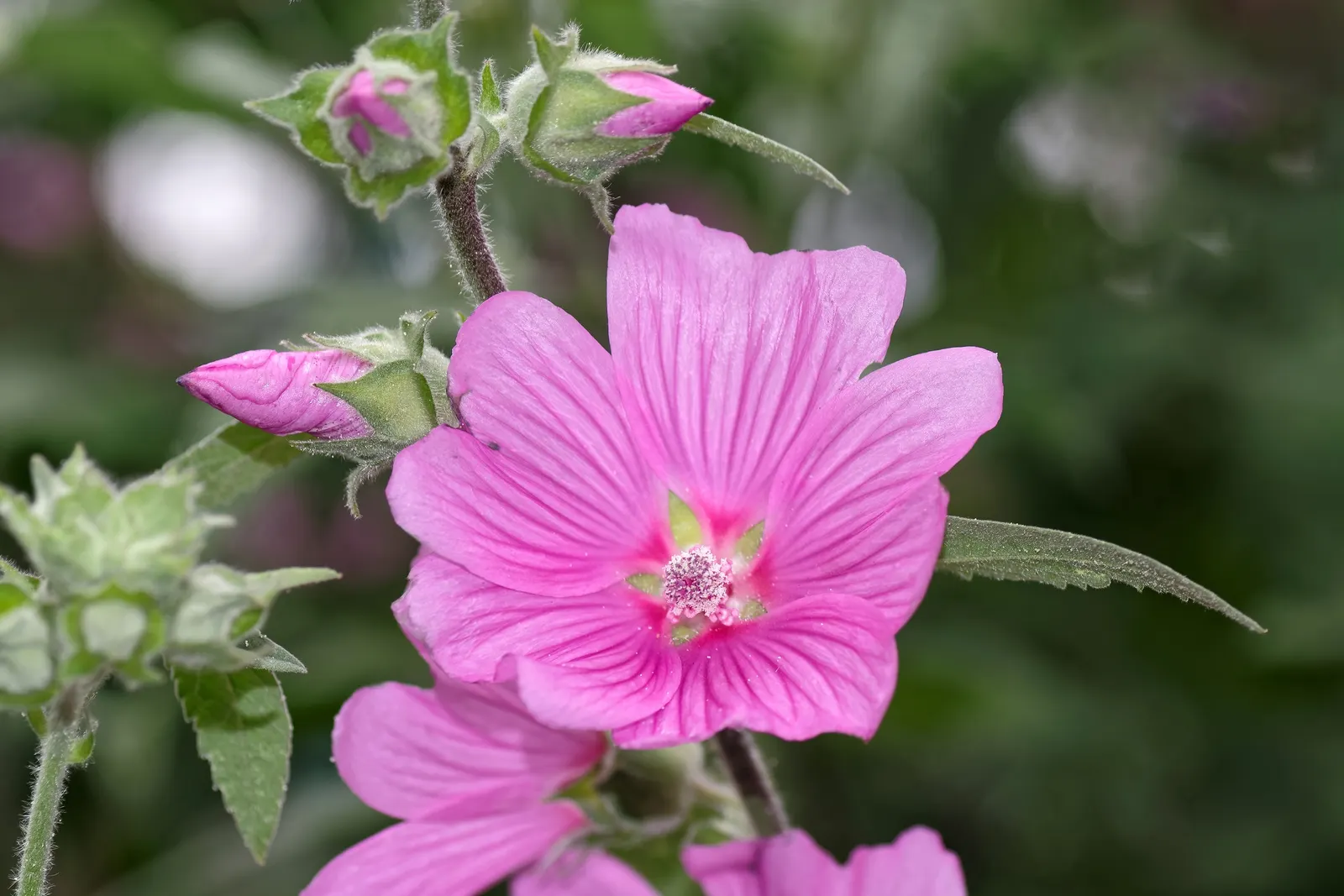 Thuringian Mallow (Lavatera Thuringiaca) — making it a commanding presence in any garden setting.<br><br>With its robust; the Tomentose Tree Mallow is adorned