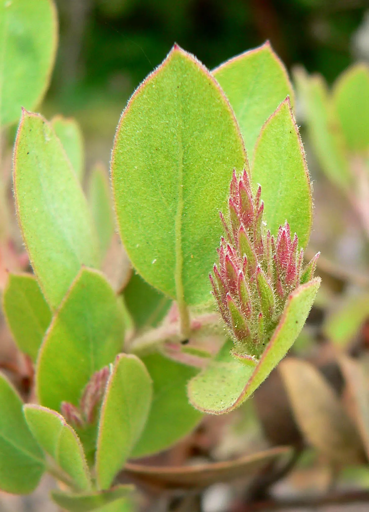 Otay Manzanita (Arctostaphylos Otayensis) — This hardy plant thrives in full sun and well-drained soils, reaching up to 8 feet tall and wide