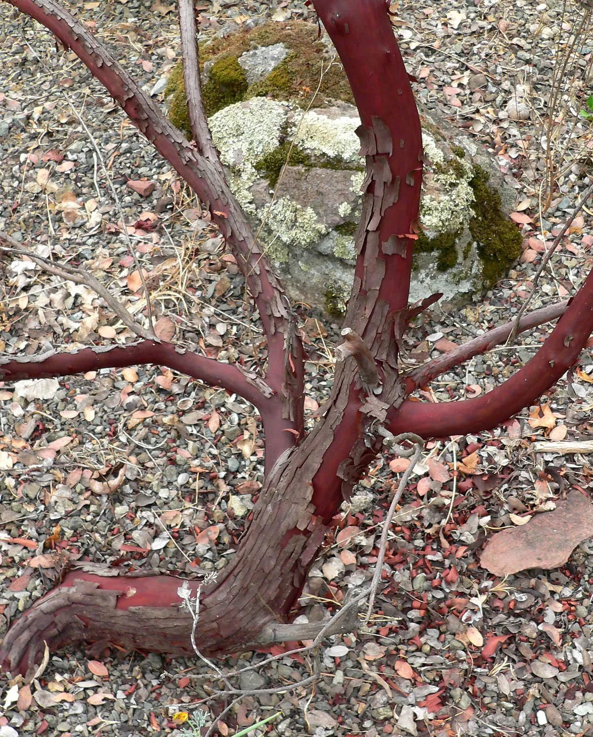 Otay Manzanita (Arctostaphylos Otayensis) — From winter to early spring, it produces small, bell-shaped pink flowers followed by red berries