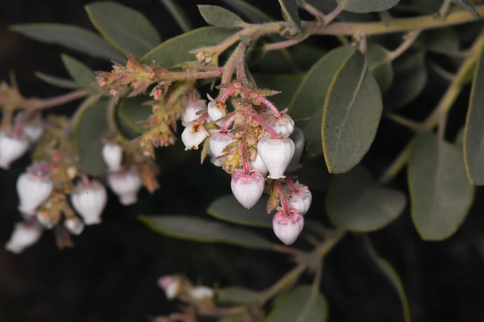 Otay Manzanita (Arctostaphylos Otayensis) — The Otay Manzanita, Arctostaphylos otayensis, is a rare, evergreen shrub native to California's chaparral