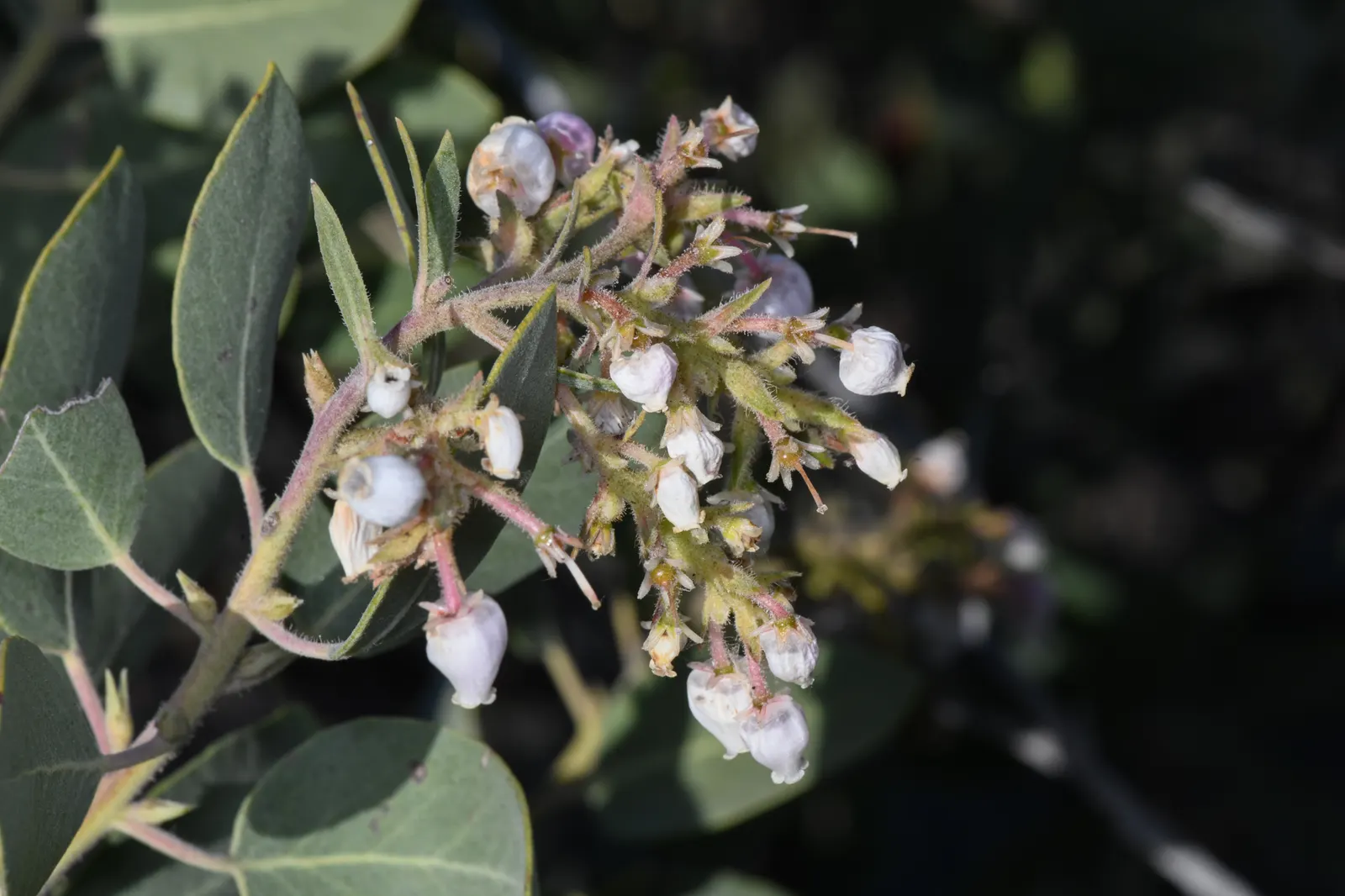 Otay Manzanita (Arctostaphylos Otayensis) — It boasts striking reddish-brown bark and dense, green foliage