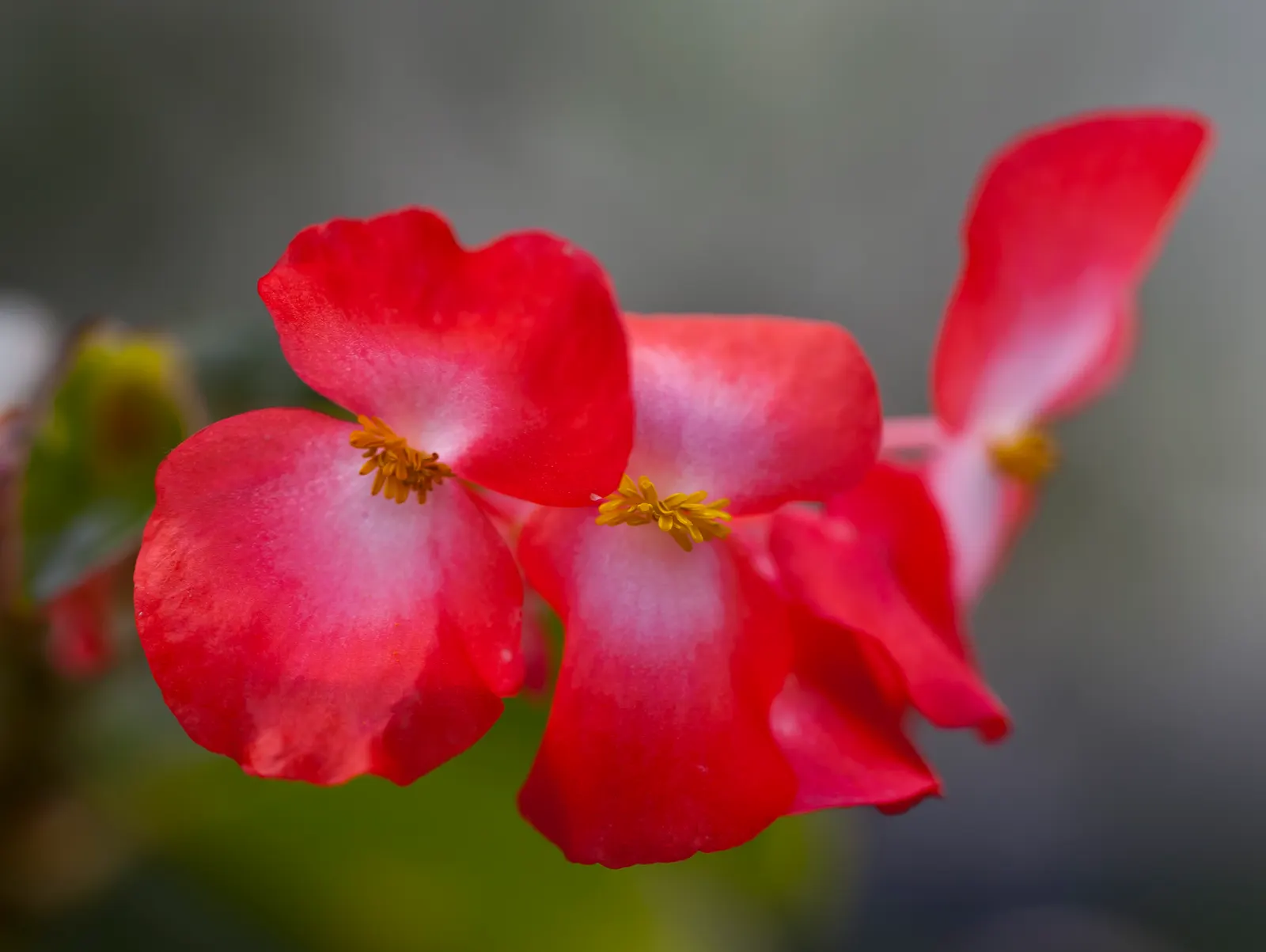 Bedding Begonia (Begonia Semperflorens) — These low-maintenance plants prefer well-draining soil and do best in part shade to full sun exposure, image 86