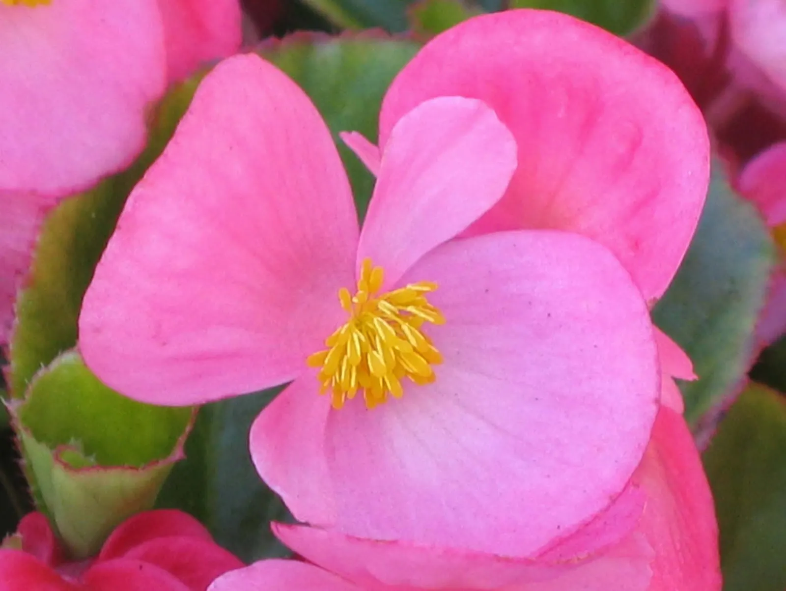 Bedding Begonia (Begonia Semperflorens) — is a vibrant and versatile flowering plant ideal for adding color and texture to landscape designs, image 100