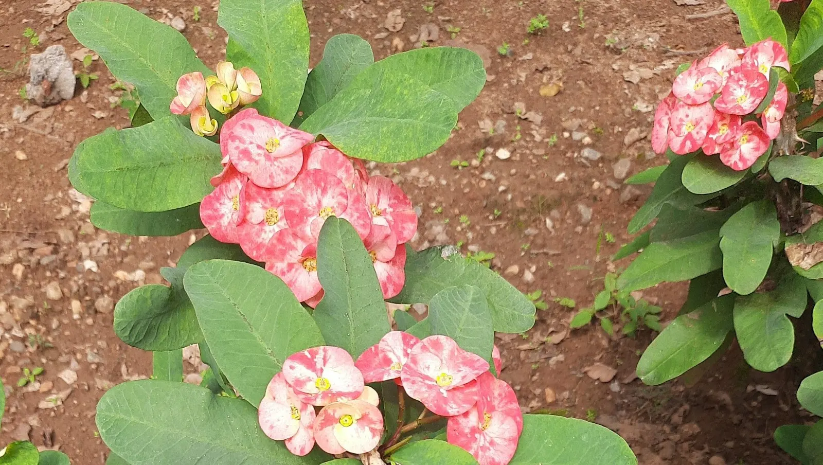 Bedding Begonia (Begonia Semperflorens) — offering a continuous display of color.<br><br>When designing with Begonia semperflorens