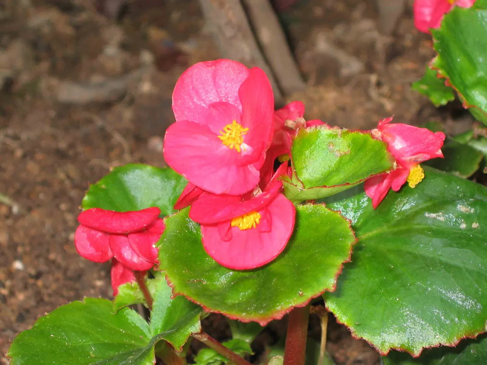Bedding Begonia (Begonia Semperflorens) — scientifically known as Begonia semperflorens; perennial for half or shade, image 99