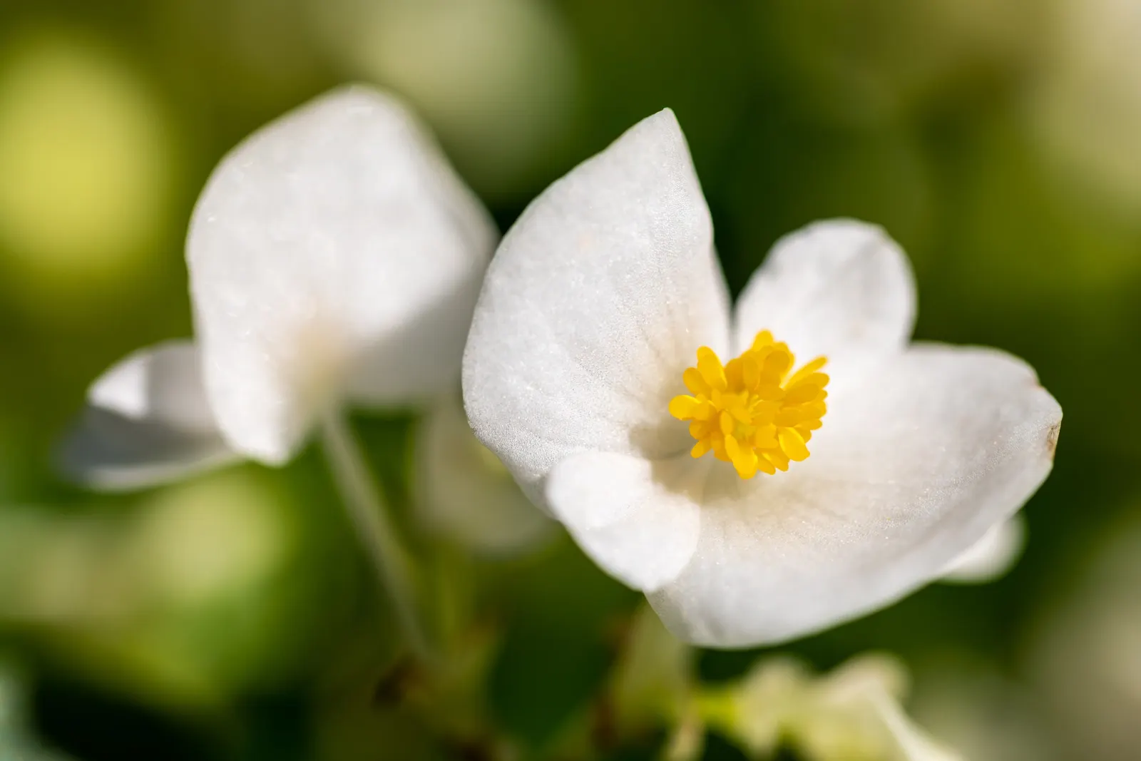 Bedding Begonia (Begonia Semperflorens) — incorporate them into mass plantings for a dramatic effect or use as border edging for paths and garden beds; these