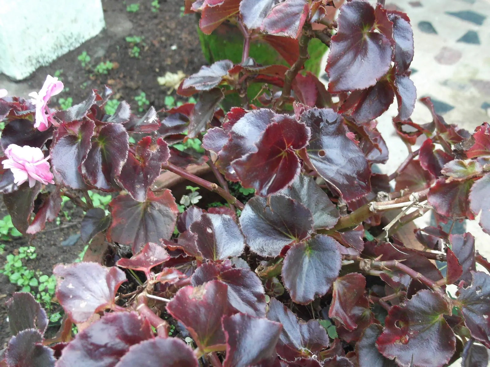 Bedding Begonia (Begonia Semperflorens) — pink and red and white flowers in the garden; this versatile plant excels in borders, containers, and as, image 90