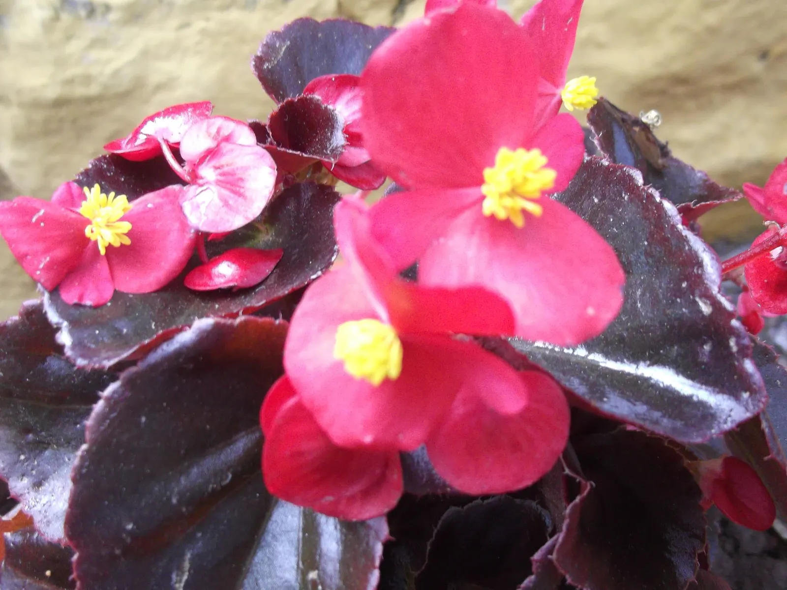 Bedding Begonia (Begonia Semperflorens) — This versatile plant excels in borders, containers, and as ground cover