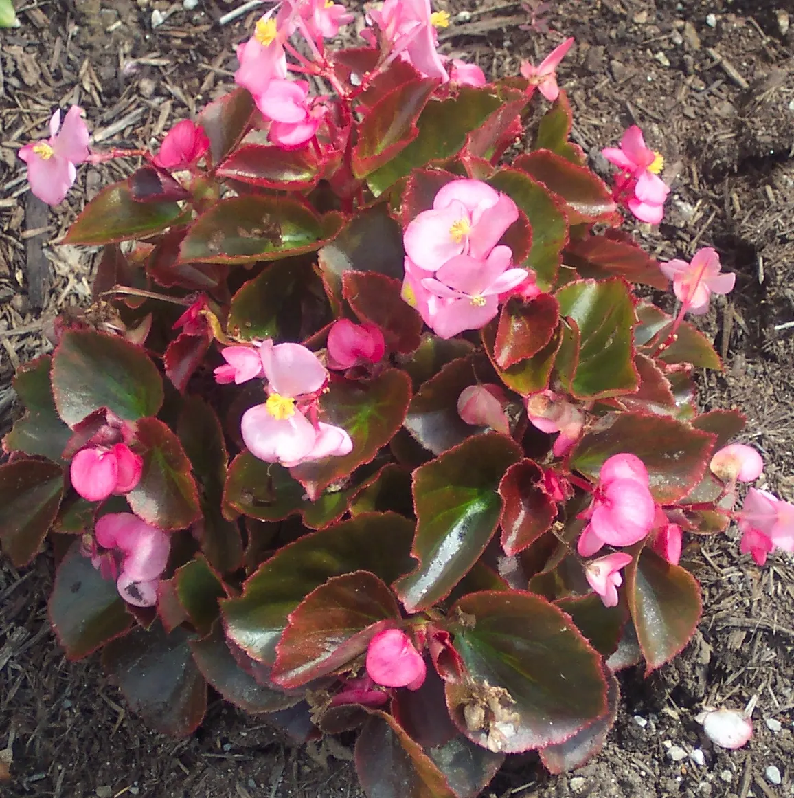 Bedding Begonia (Begonia Semperflorens) — which blossom throughout the growing season from spring to frost