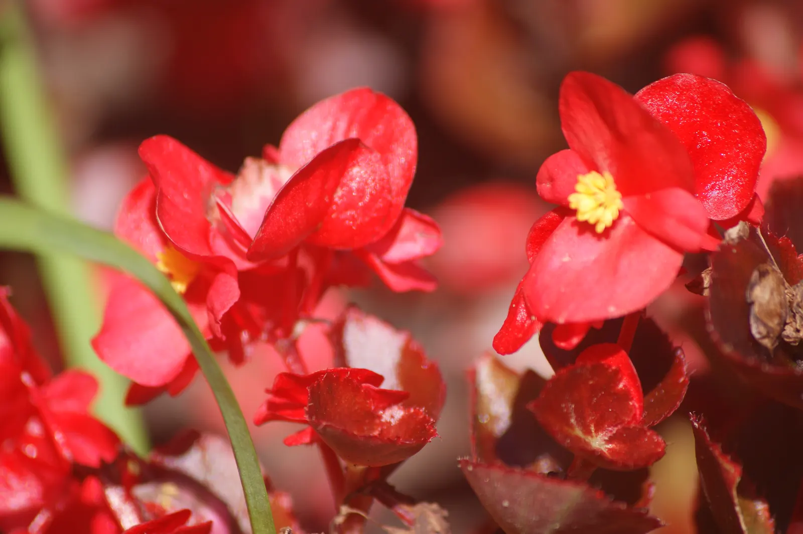 Bedding Begonia (Begonia Semperflorens) — are available in a delightful palette of whites; ample but not excessive watering is key, image 59