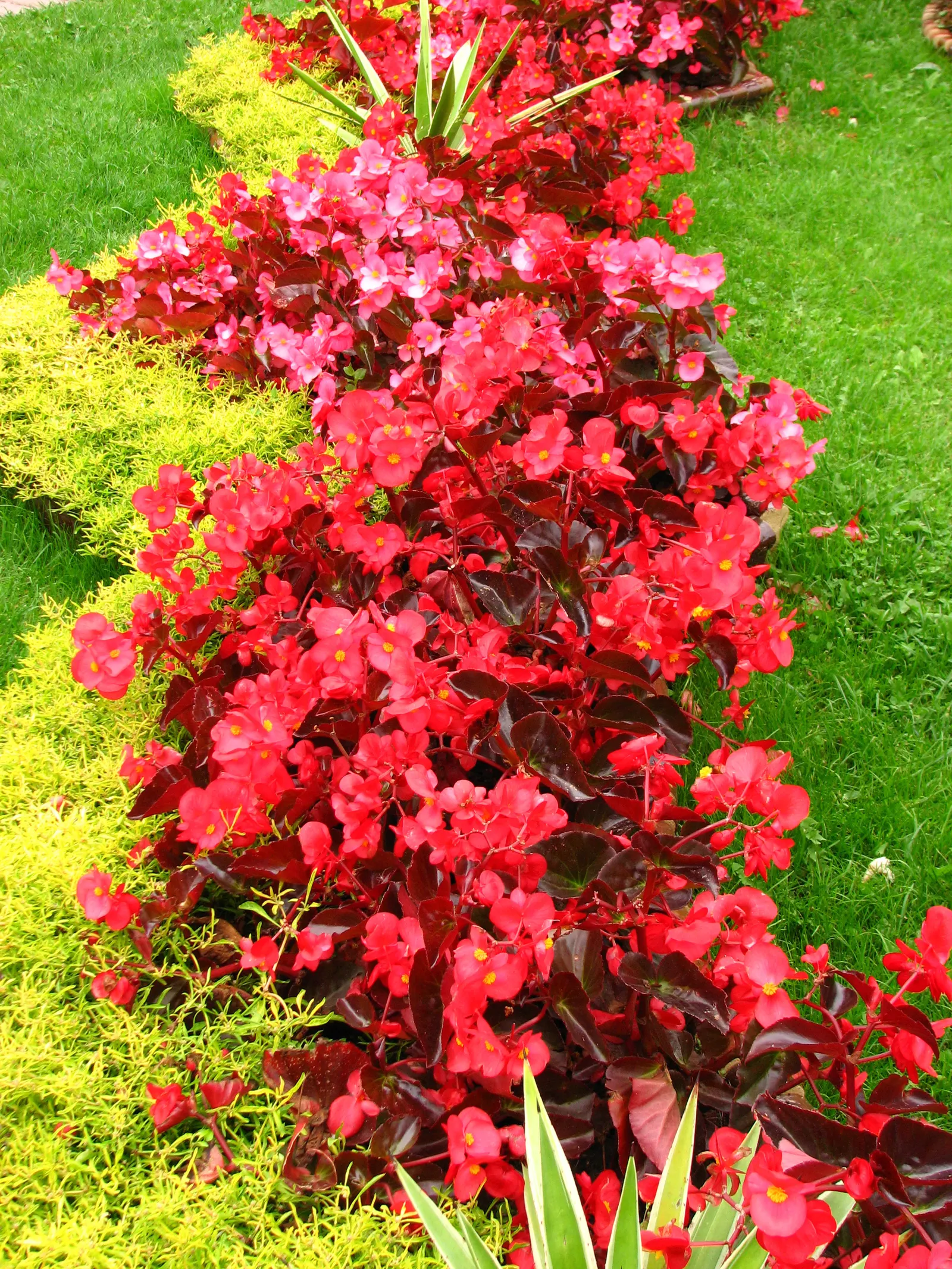 Bedding Begonia (Begonia Semperflorens) — creating a lush appearance even when not in bloom; providing a vivid backdrop for the abundant red, image 57