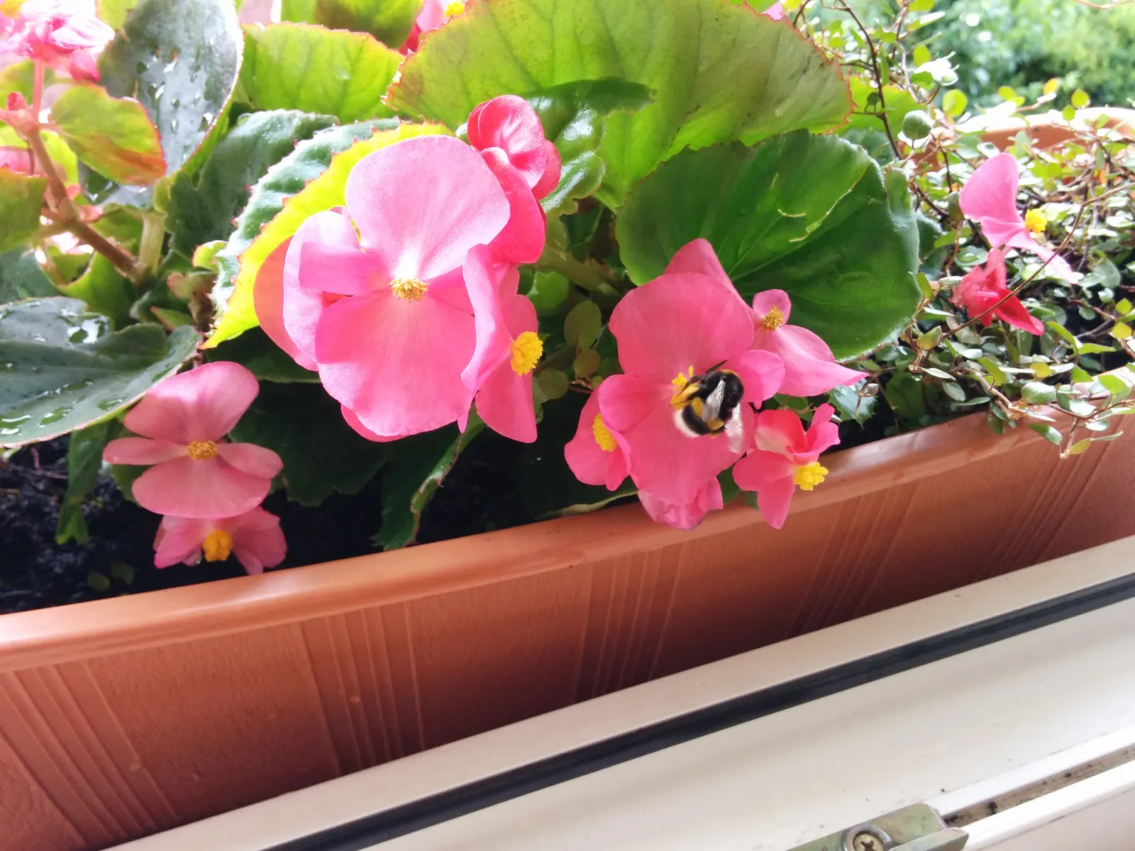 Bedding Begonia (Begonia Semperflorens) — is a vibrant and versatile flowering plant ideal for adding color and texture to landscape designs, image 54