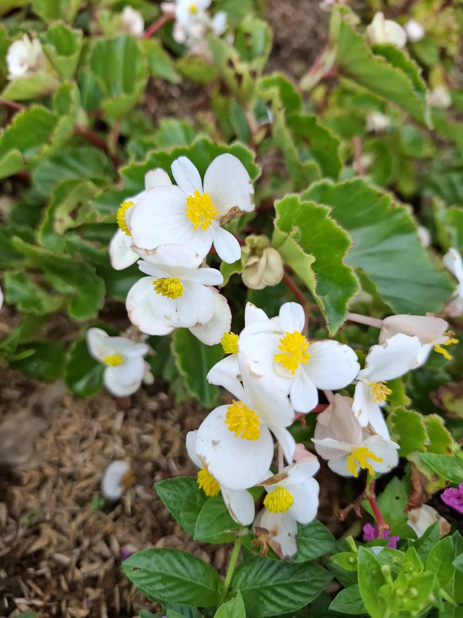 Bedding Begonia (Begonia Semperflorens) — succulent leaves come in green or bronze; tender perennial favored for its constant blooms and ability to, image 96