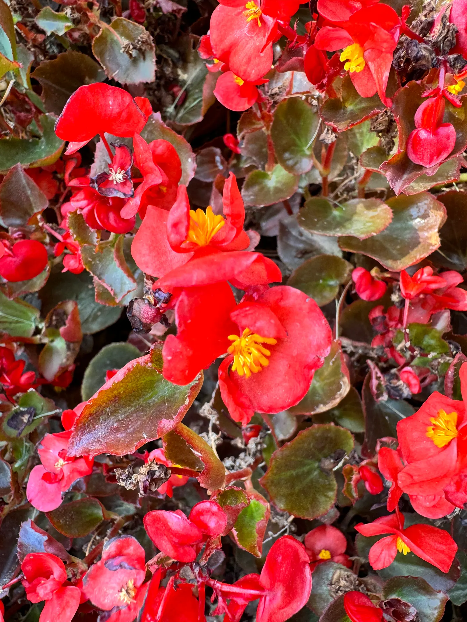 Bedding Begonia (Begonia Semperflorens) — perennial with pink and red and white blooms; are available in a delightful palette of whites