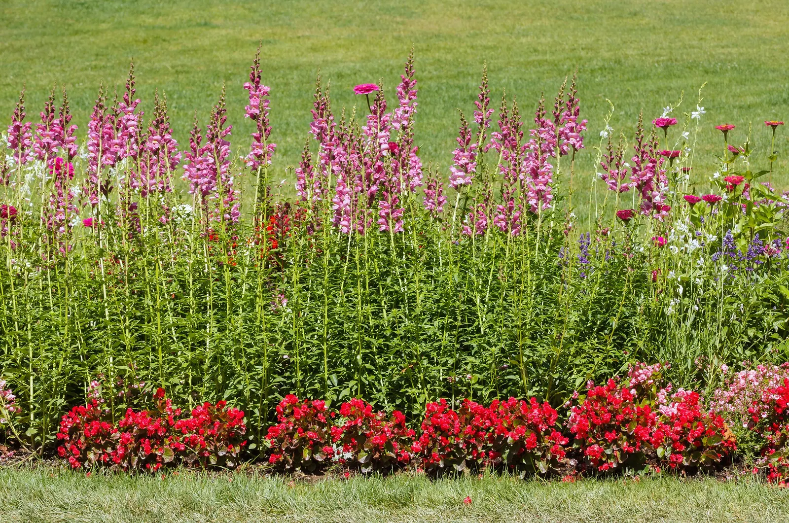 Bedding Begonia (Begonia Semperflorens) — pink and red and white flowers in the garden; this versatile plant excels in borders, containers, and as ground cover
