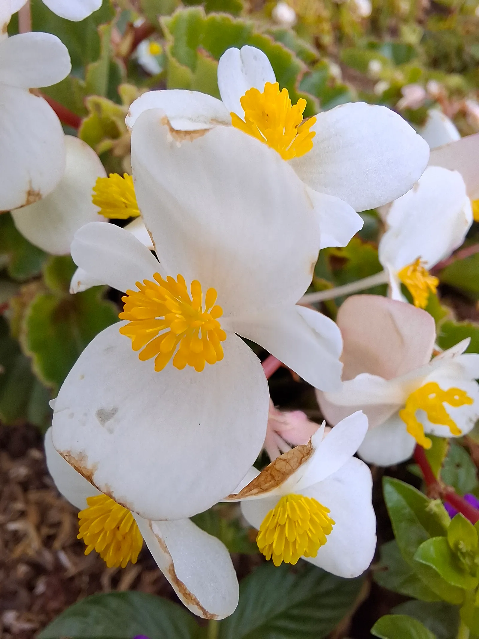Bedding Begonia (Begonia Semperflorens) — incorporate them into mass plantings for a dramatic effect or use as border edging for paths and garden, image 62
