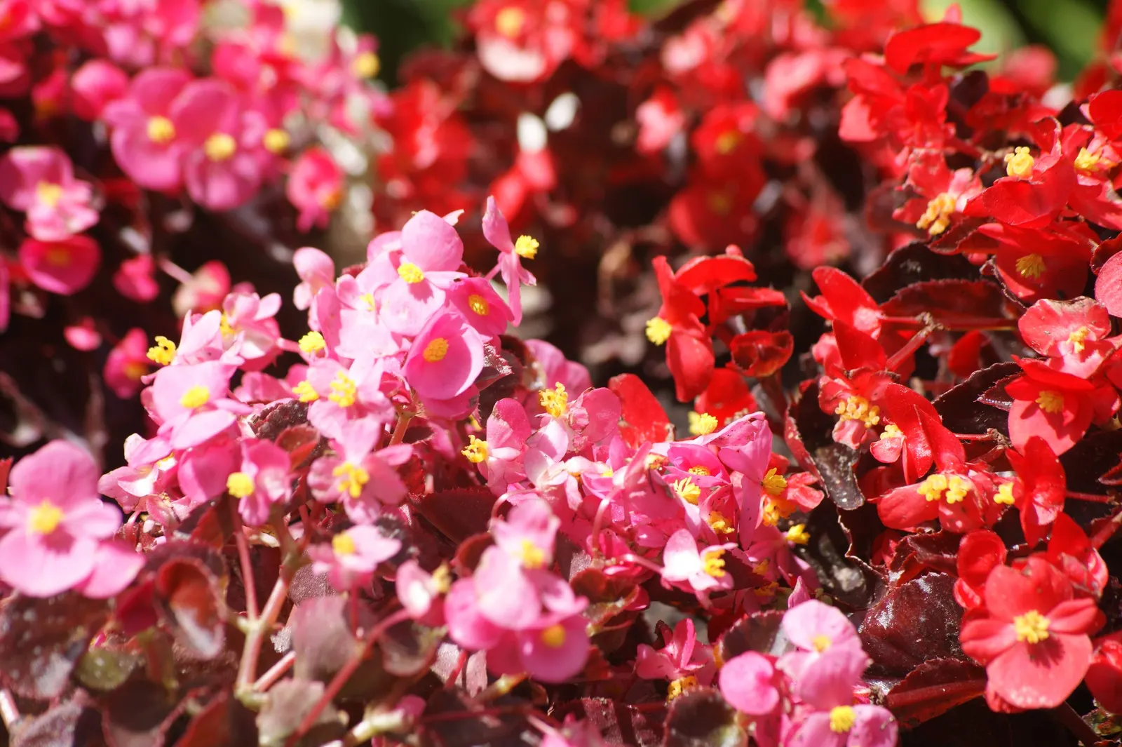 Bedding Begonia (Begonia Semperflorens) — scientifically known as Begonia semperflorens; perennial for half or shade, image 53